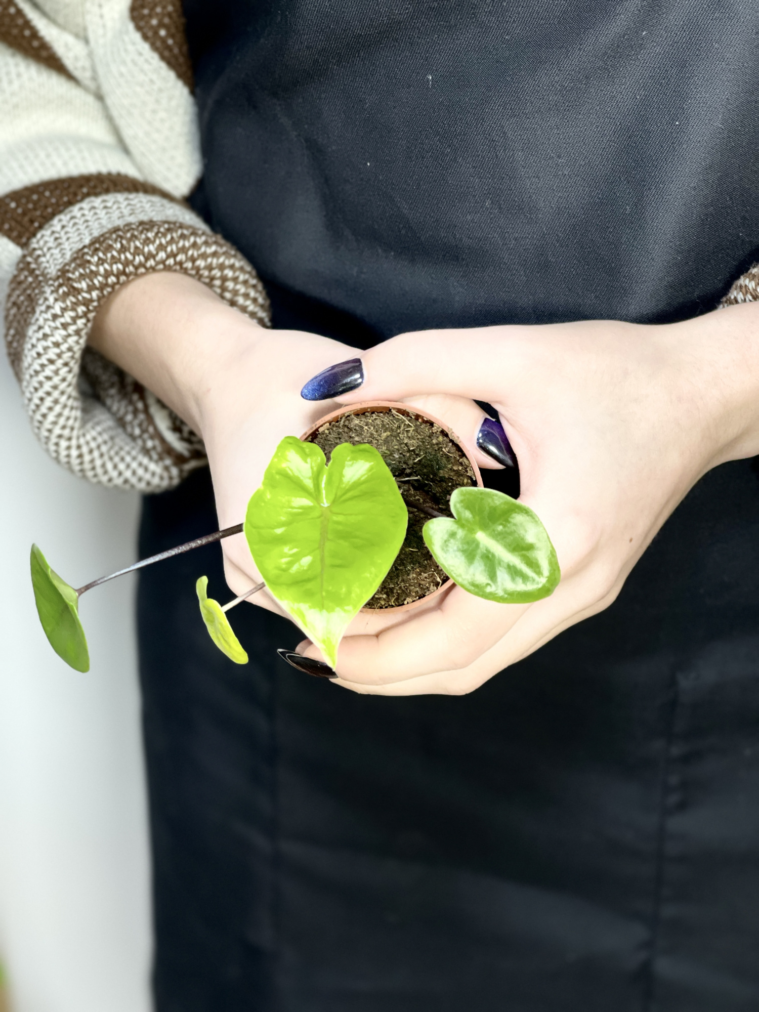Алоказия Блэк Стэм (Alocasia Black Stem) D6см