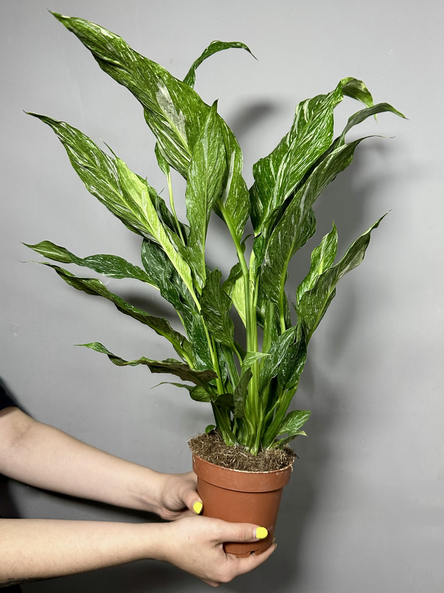 Спатифиллум Вариегатный Даймонд (Spathiphyllum Diamond Variegated) D12см