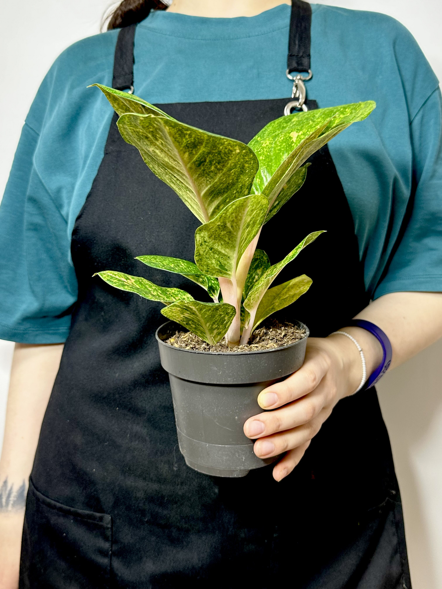 Аглаонема Эпл Грин (Aglaonema Apple Green) D12см