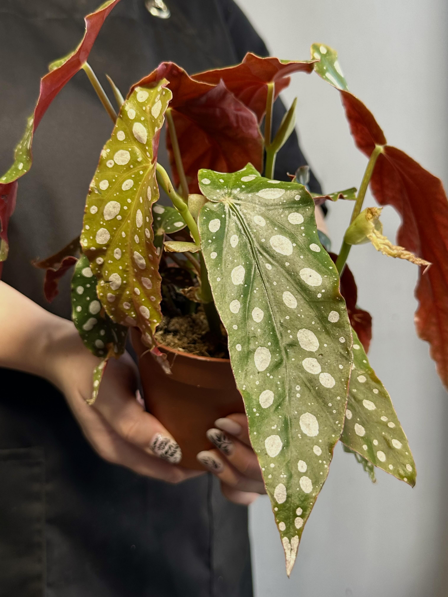Бегония Пятнистая, или Бегония Макулата (Begonia Maculata) D12см
