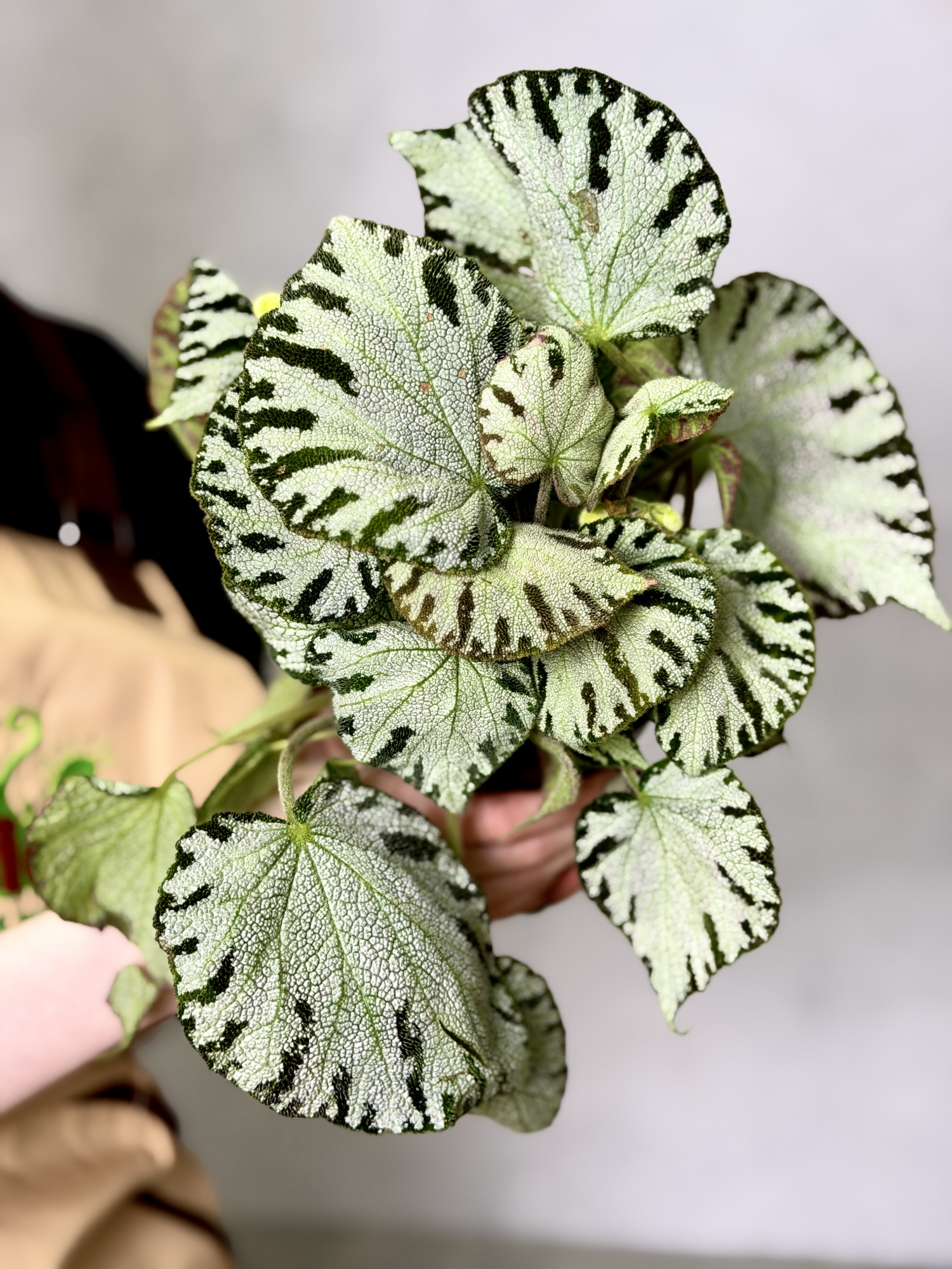 Бегония Сильвер Джевел (Begonia Silver Jewel) D12см