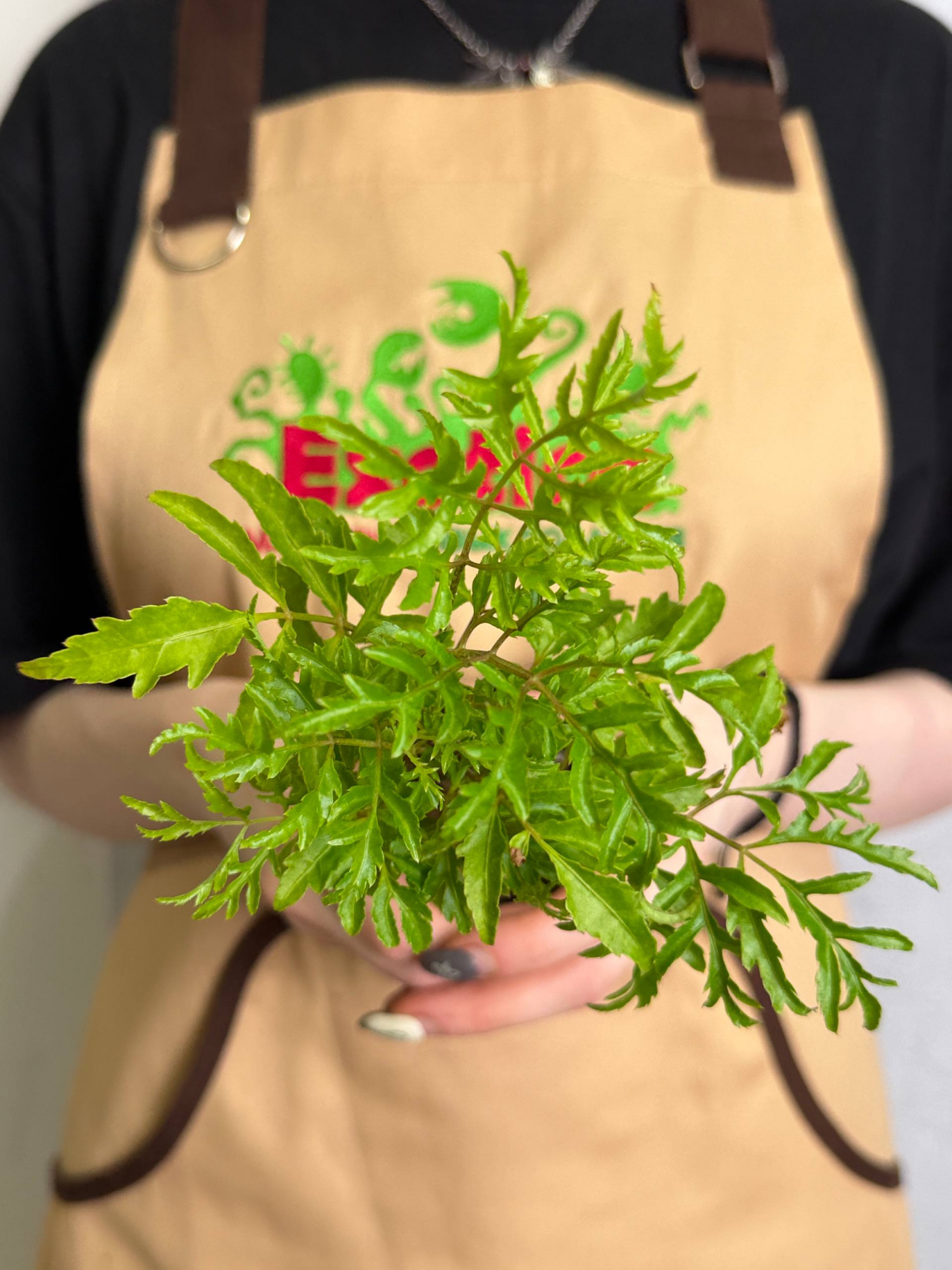 Полисциас Папоротниколистный (Polyscias Filicifolia) D6см