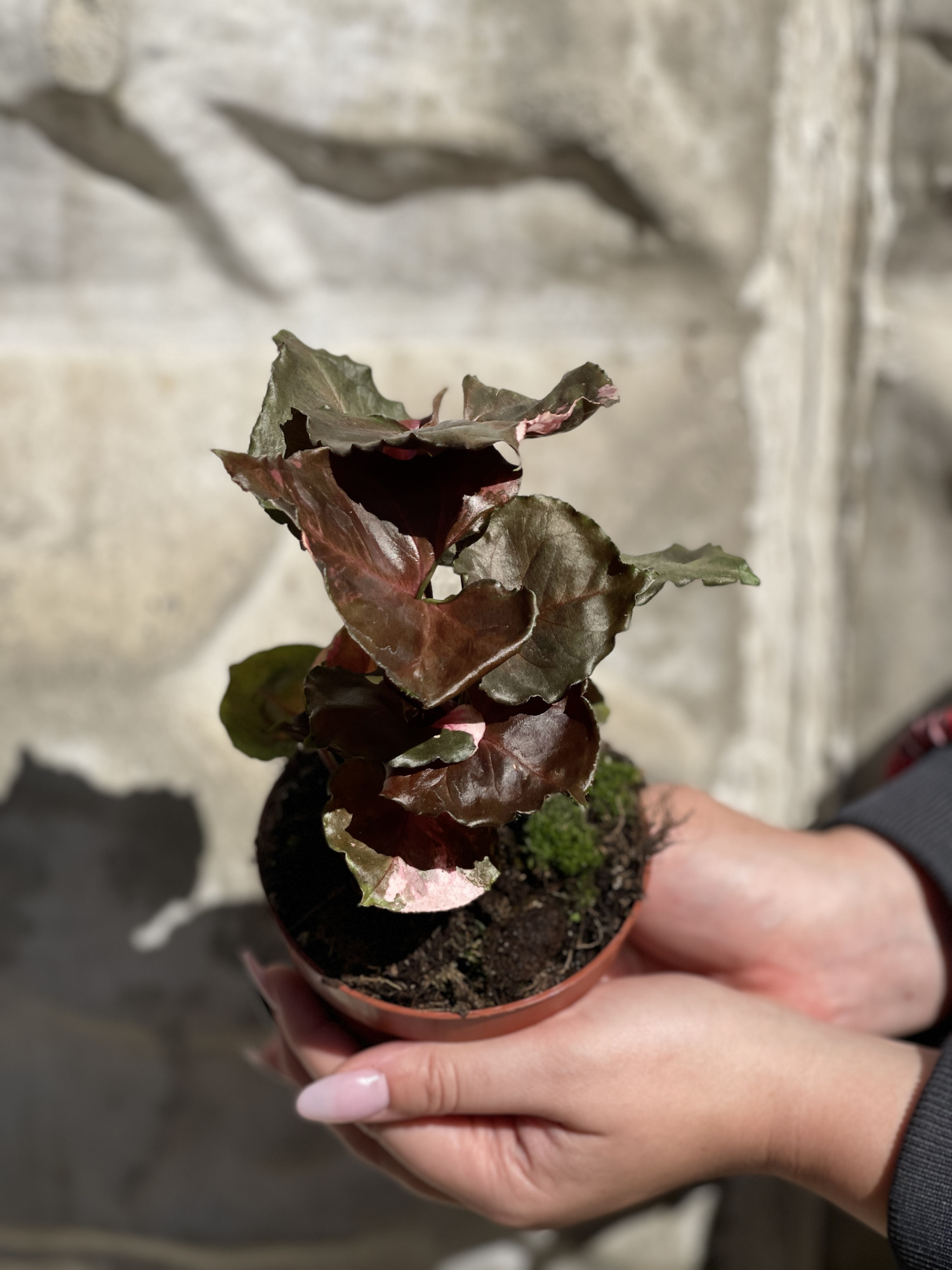 Сингониум Клубничный Лед (Syngonium Strawberry Ice) D12см