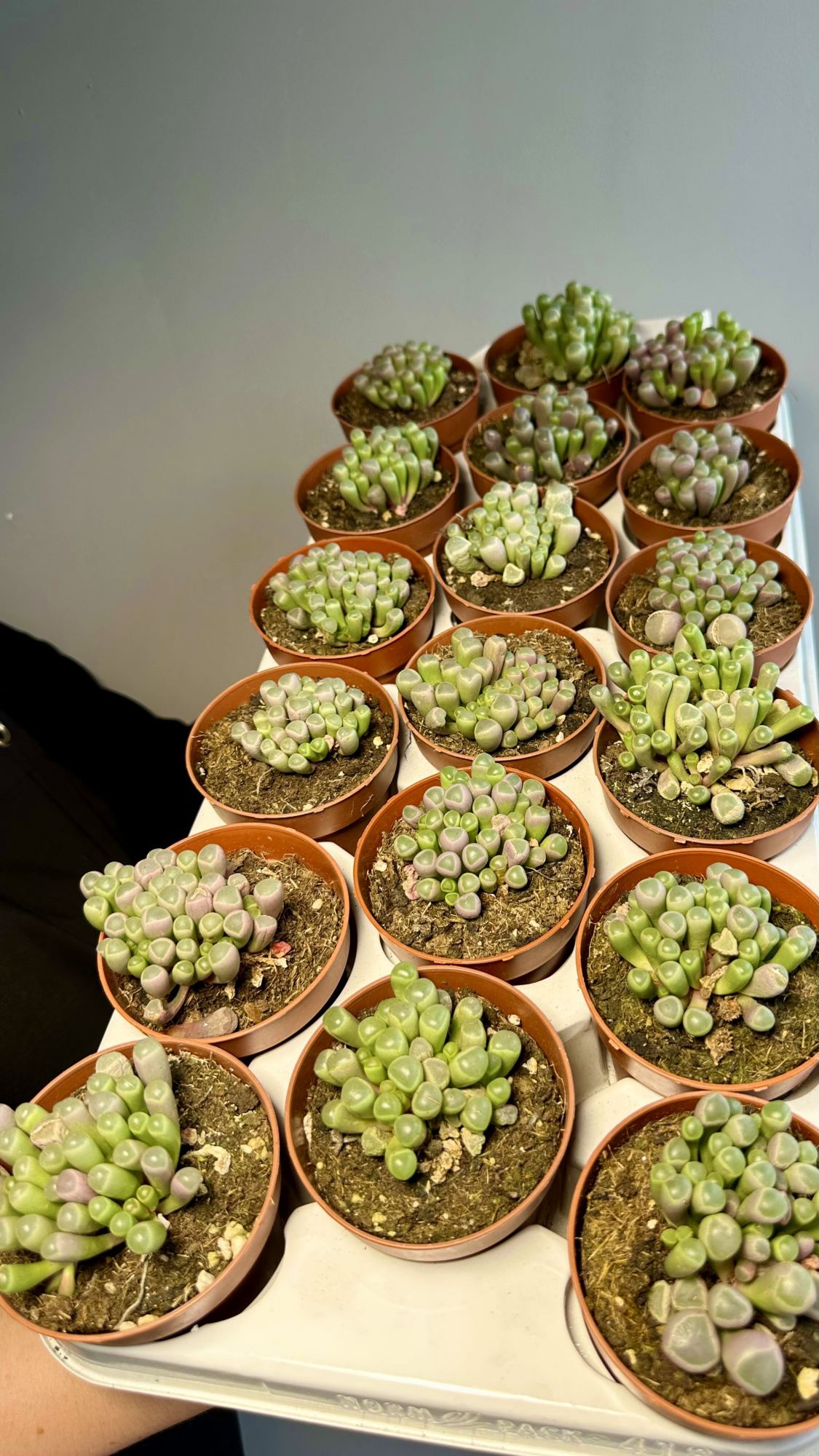 Литопсы Фенестрария Аурантика (Fenestraria Aurantiaca) D8,5см