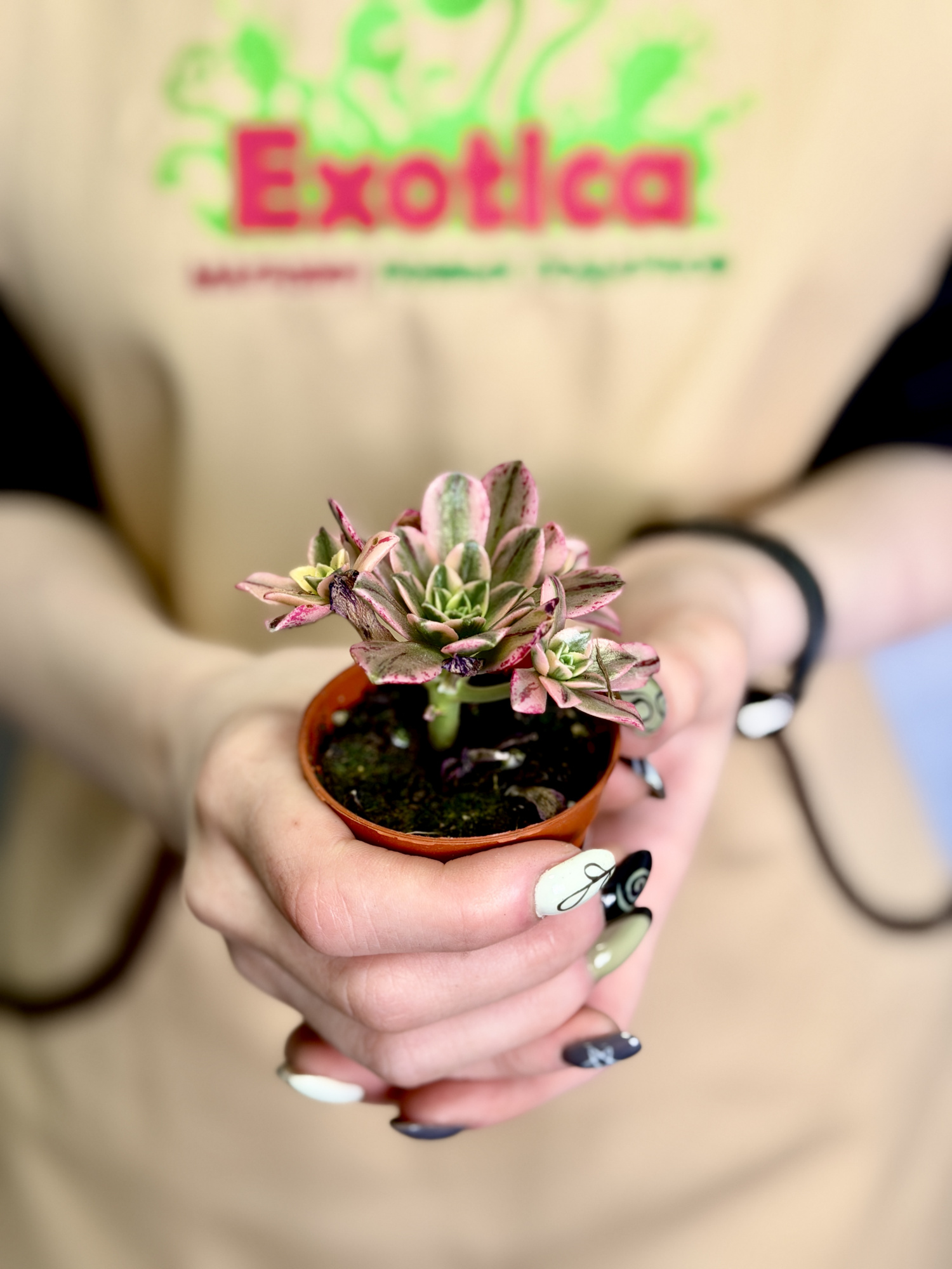 Эониум Бронзовая Медаль (Aeonium Bronze Medal Variegata) D5см