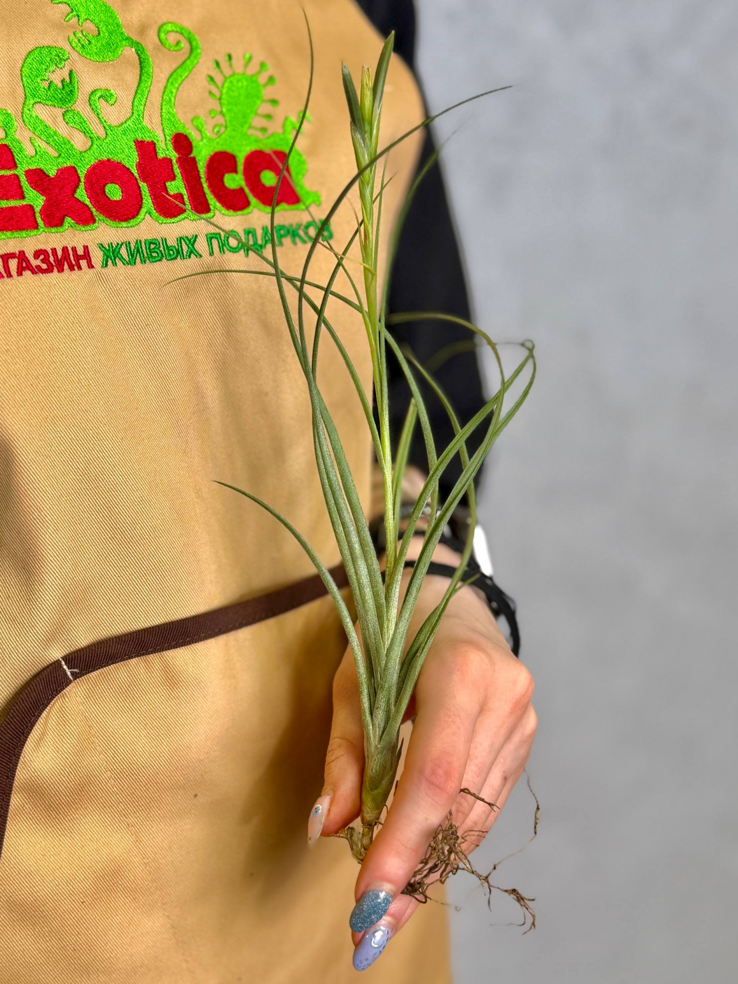 Тилландсия Шидеана (Tillandsia Schiedeana)