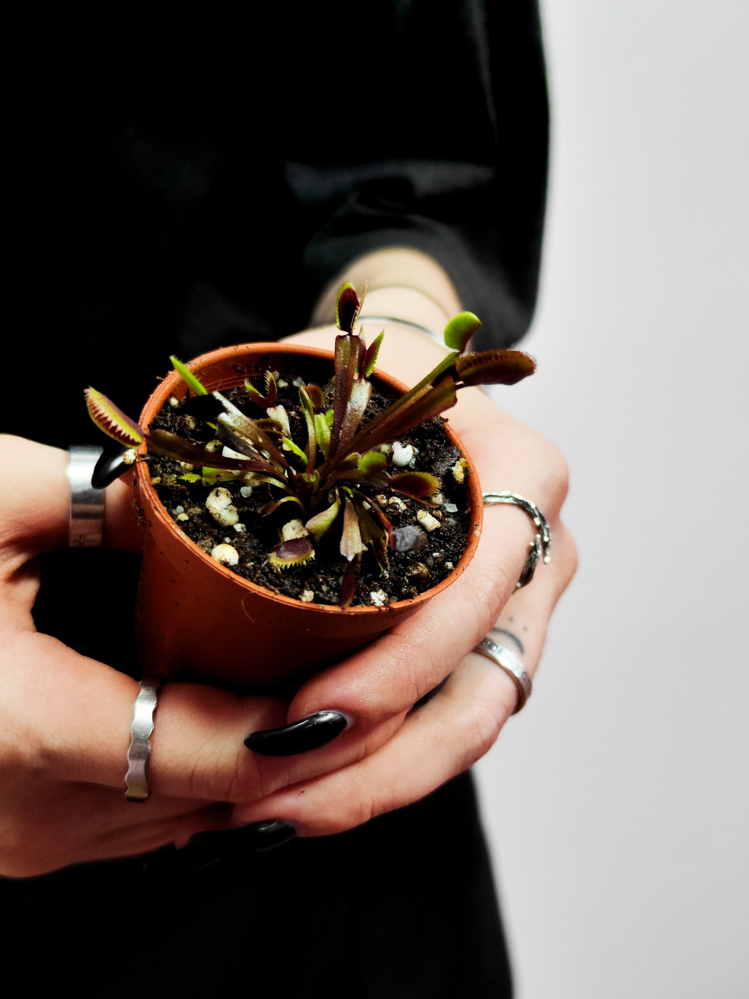 Венерина Мухоловка Голд Страйк (Dionaea Muscipula Gold Strike) D5см