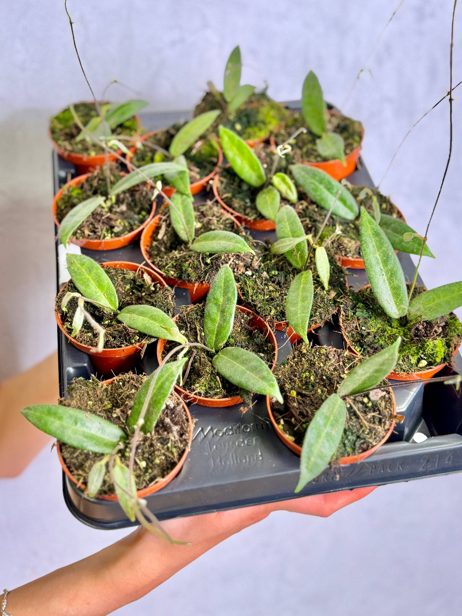 Хойя Гиполазия (Hoya Hypolasia) D8см