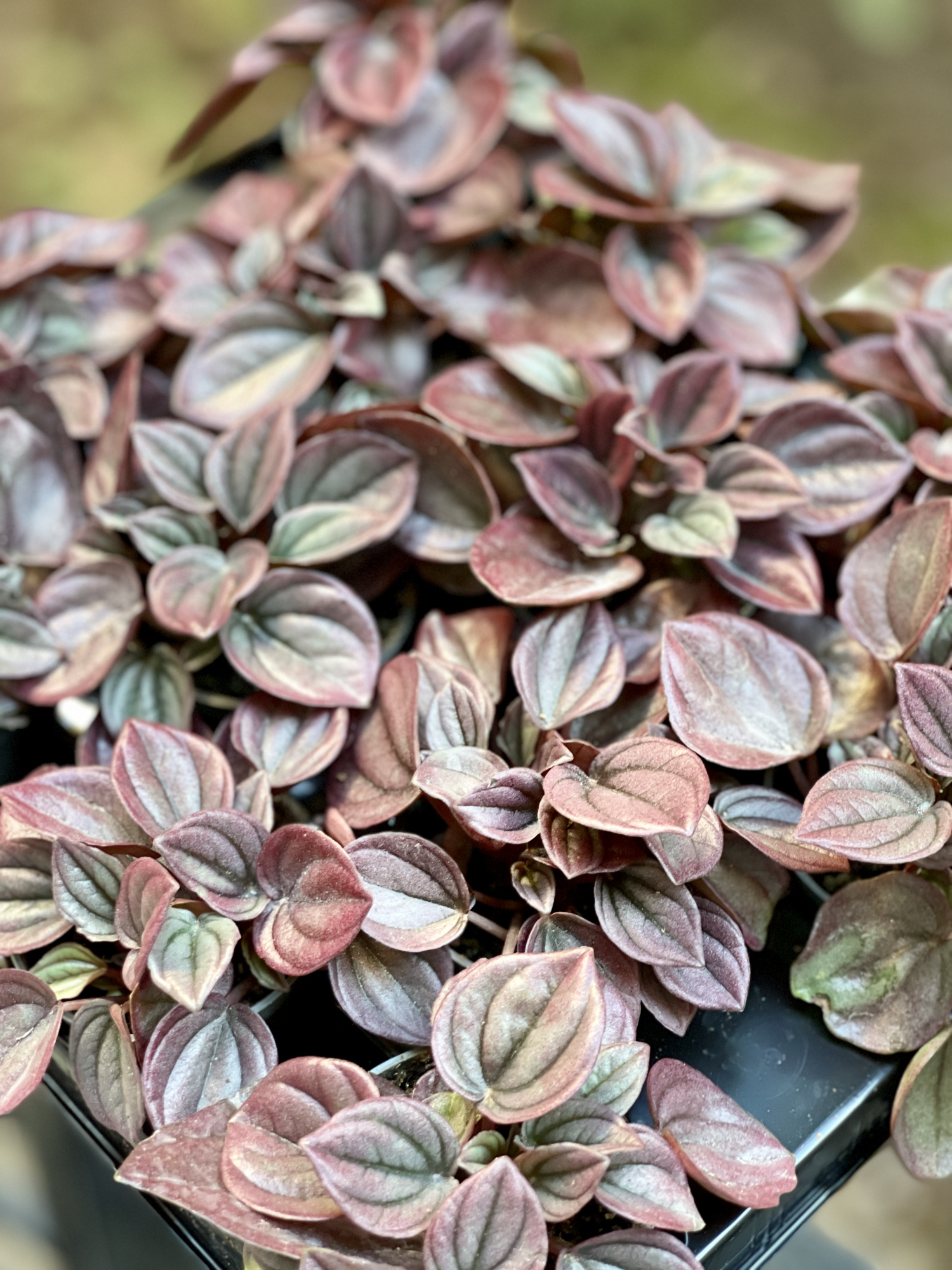 Пеперомия Каперата Кайен (Peperomia Сaperata Cayenne) D5см