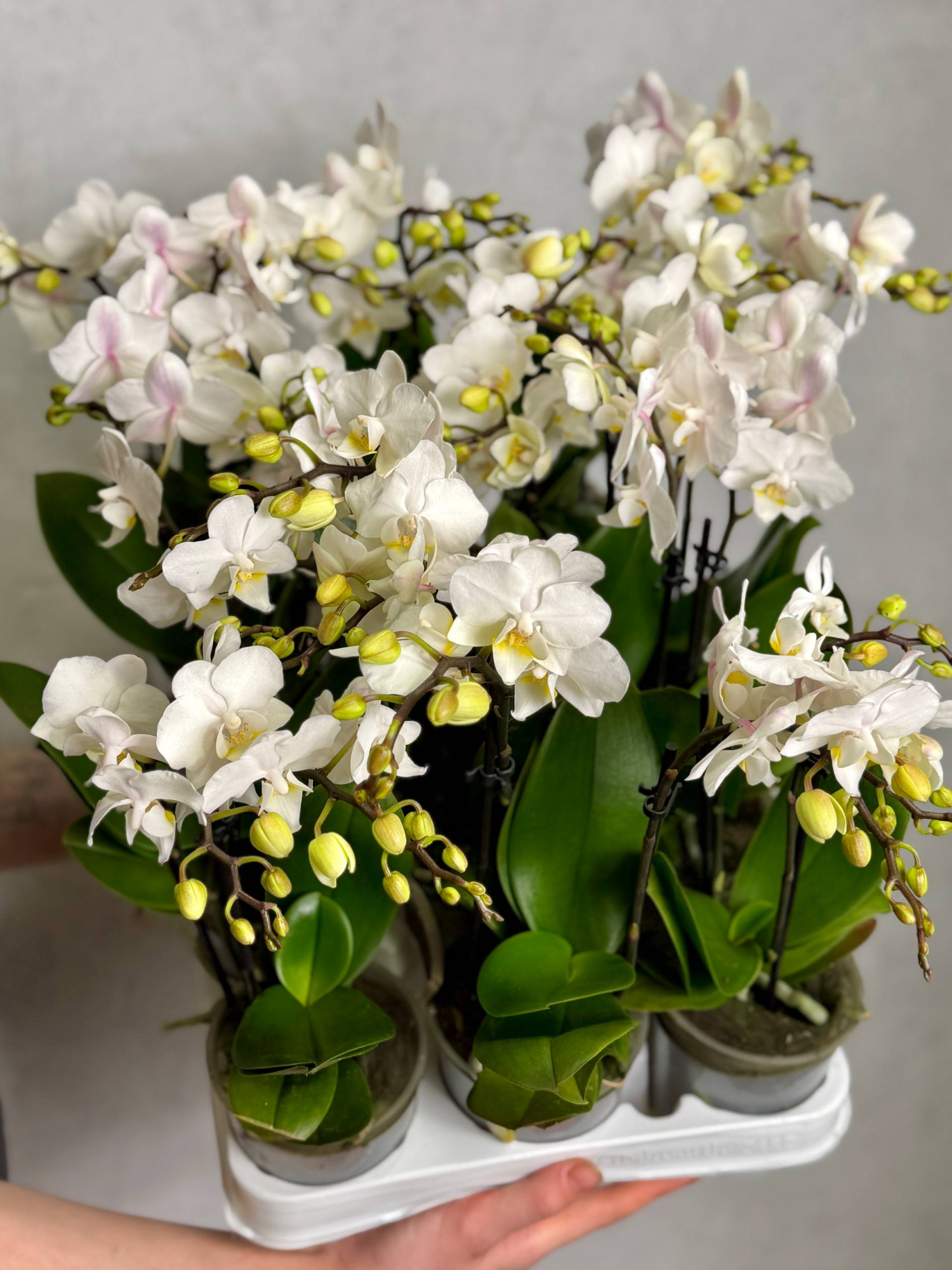 Орхидея Фаленопсис Мини Вайт (Phalaenopsis Multiflora White) D9см