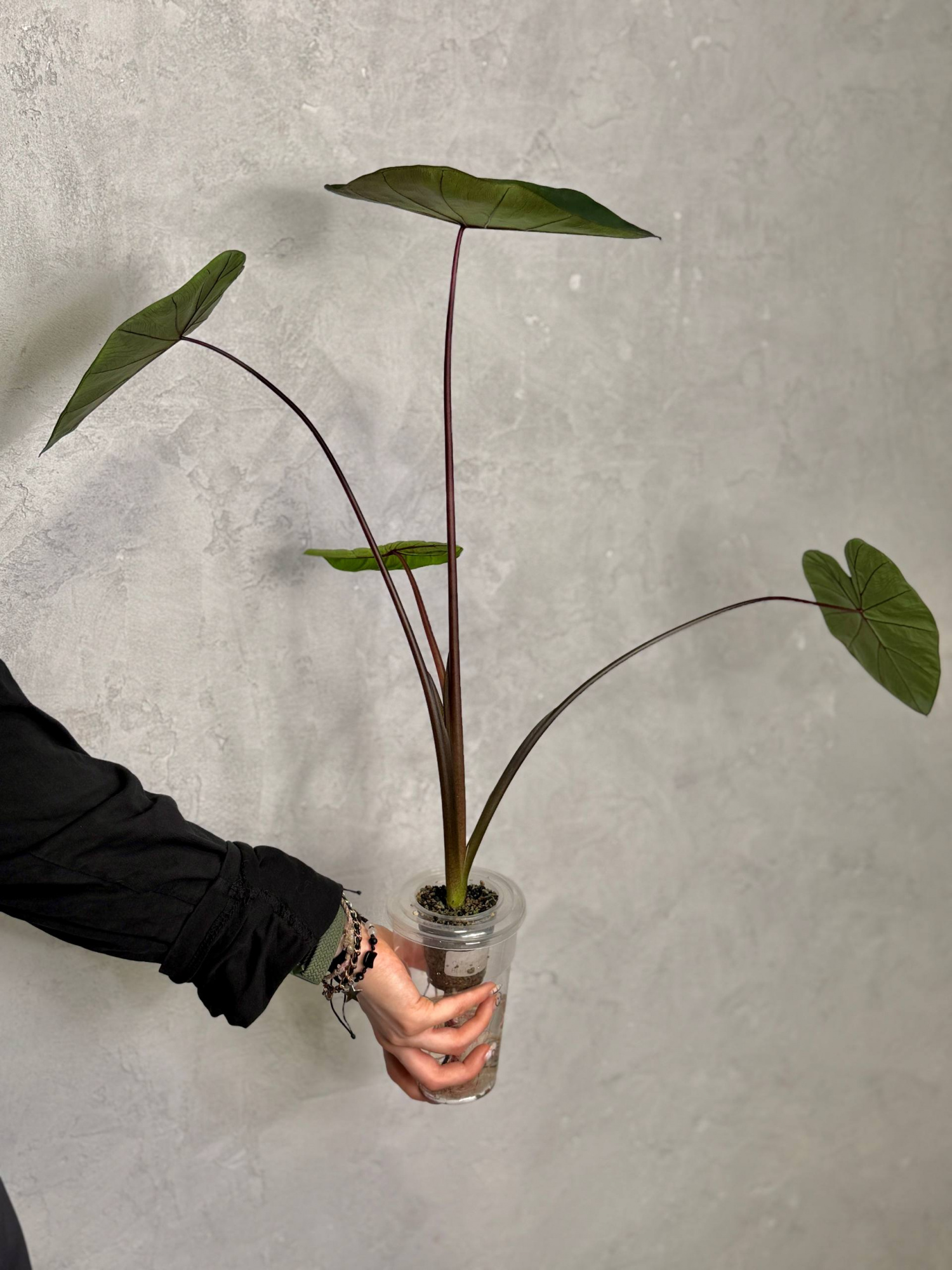 Колоказия Блэк Мэджик (Colocasia Black Magic) D10см