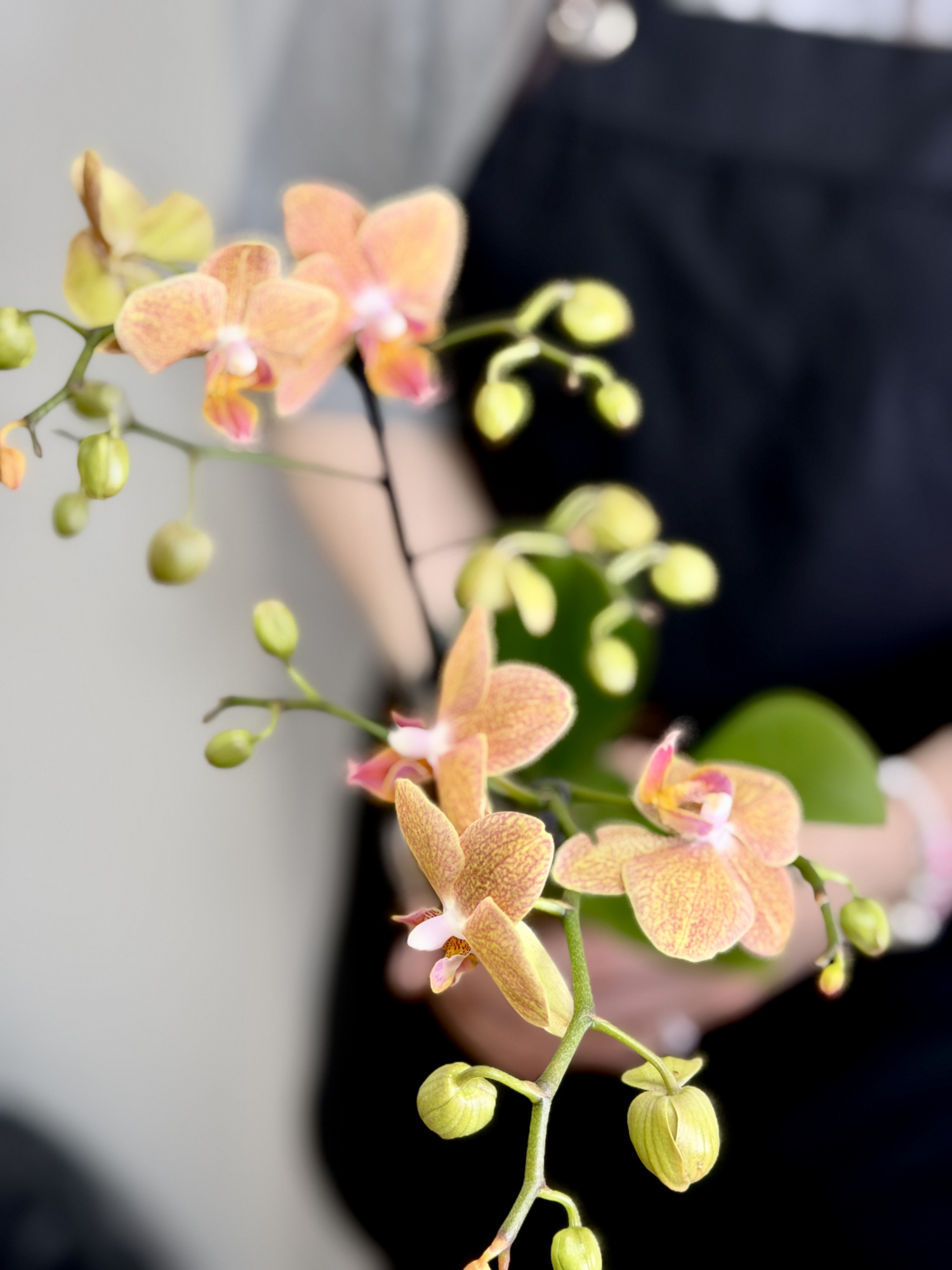 Фаленопсис Голдраш (Phalaenopsis Goldrush) D9см