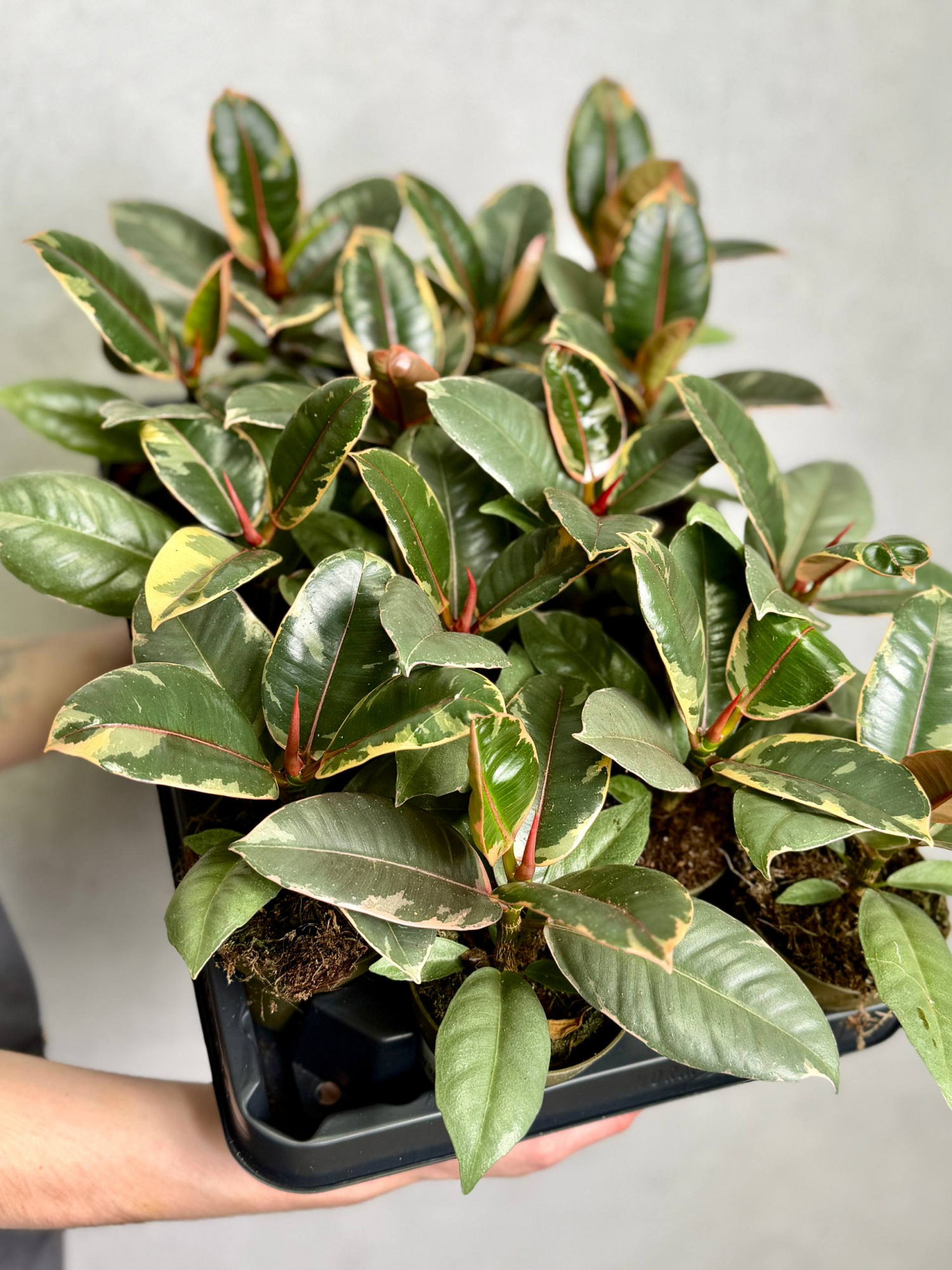 Фикус Эластика Белиз (Ficus Elastica Belize) D9см