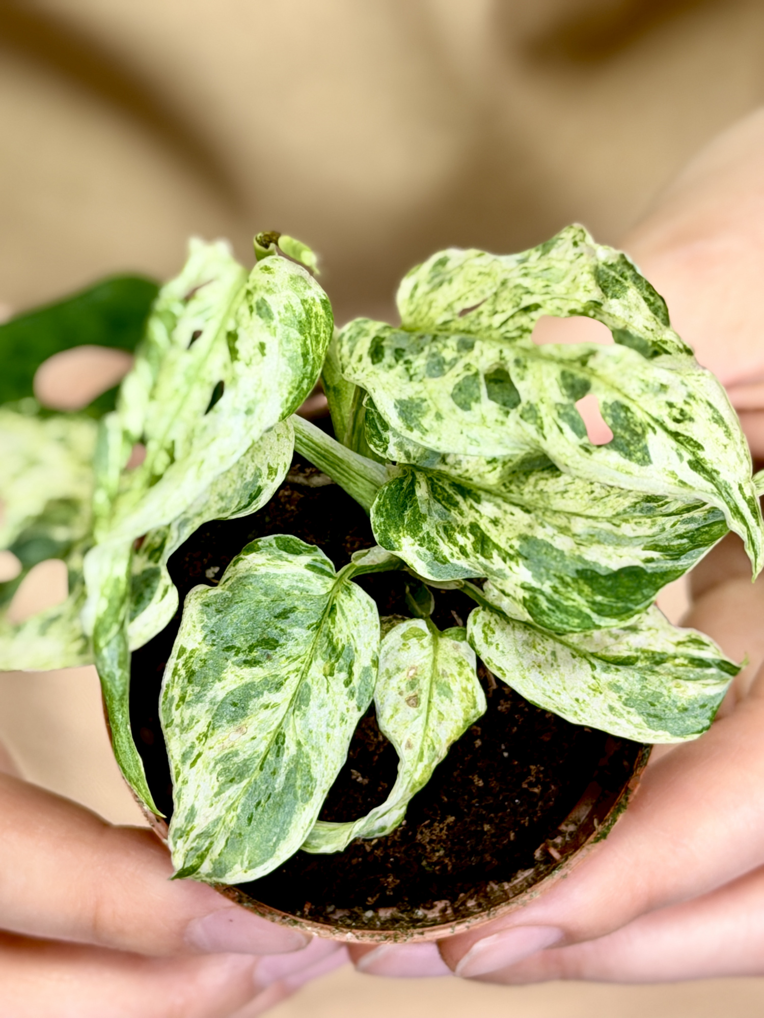 Монстера Фрозен Фреклес (Monstera Adansonii Frozen Freckles) D6см