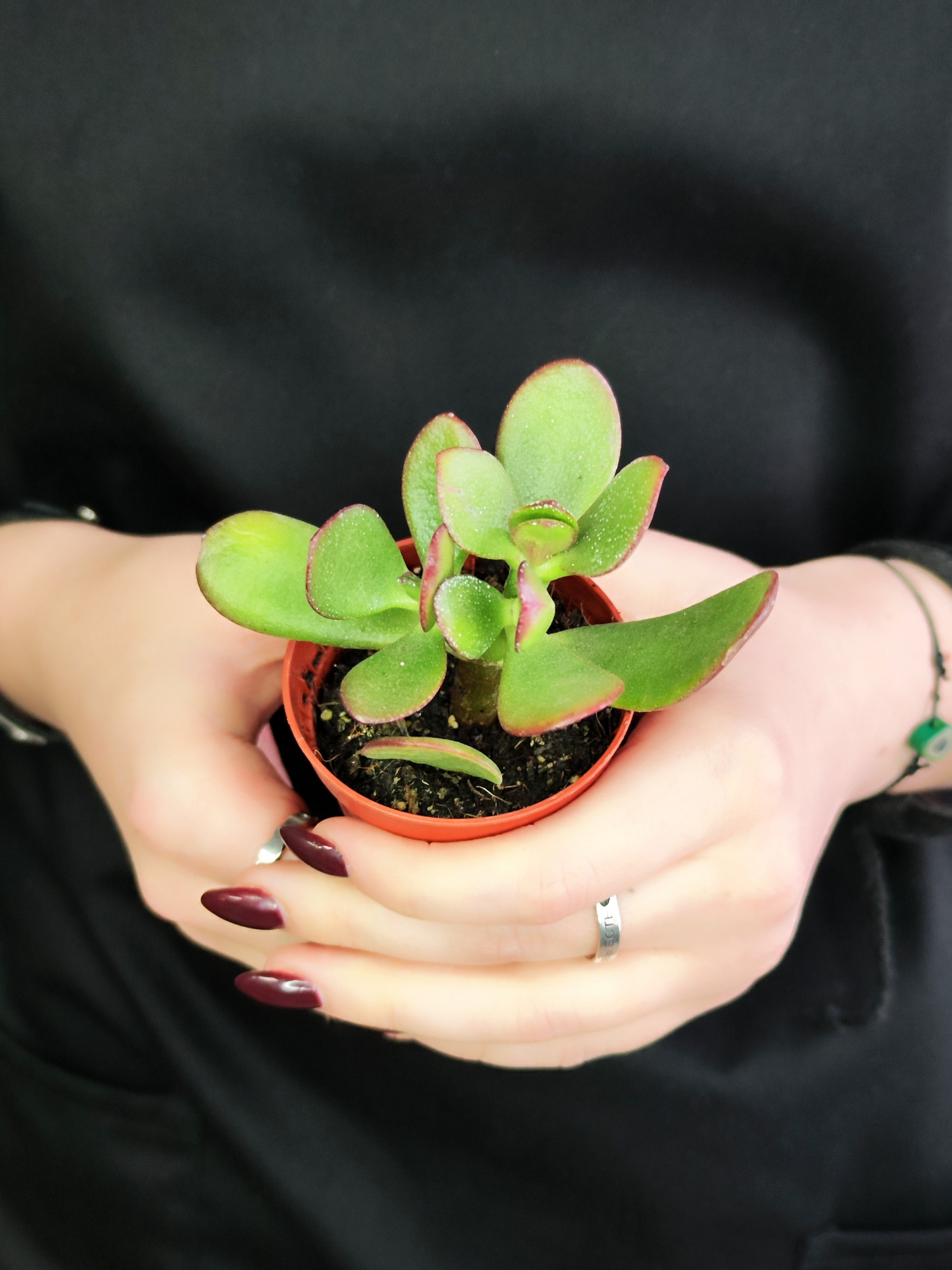 Крассула Овата Сансет (Crassula Ovata Sunset) D5см