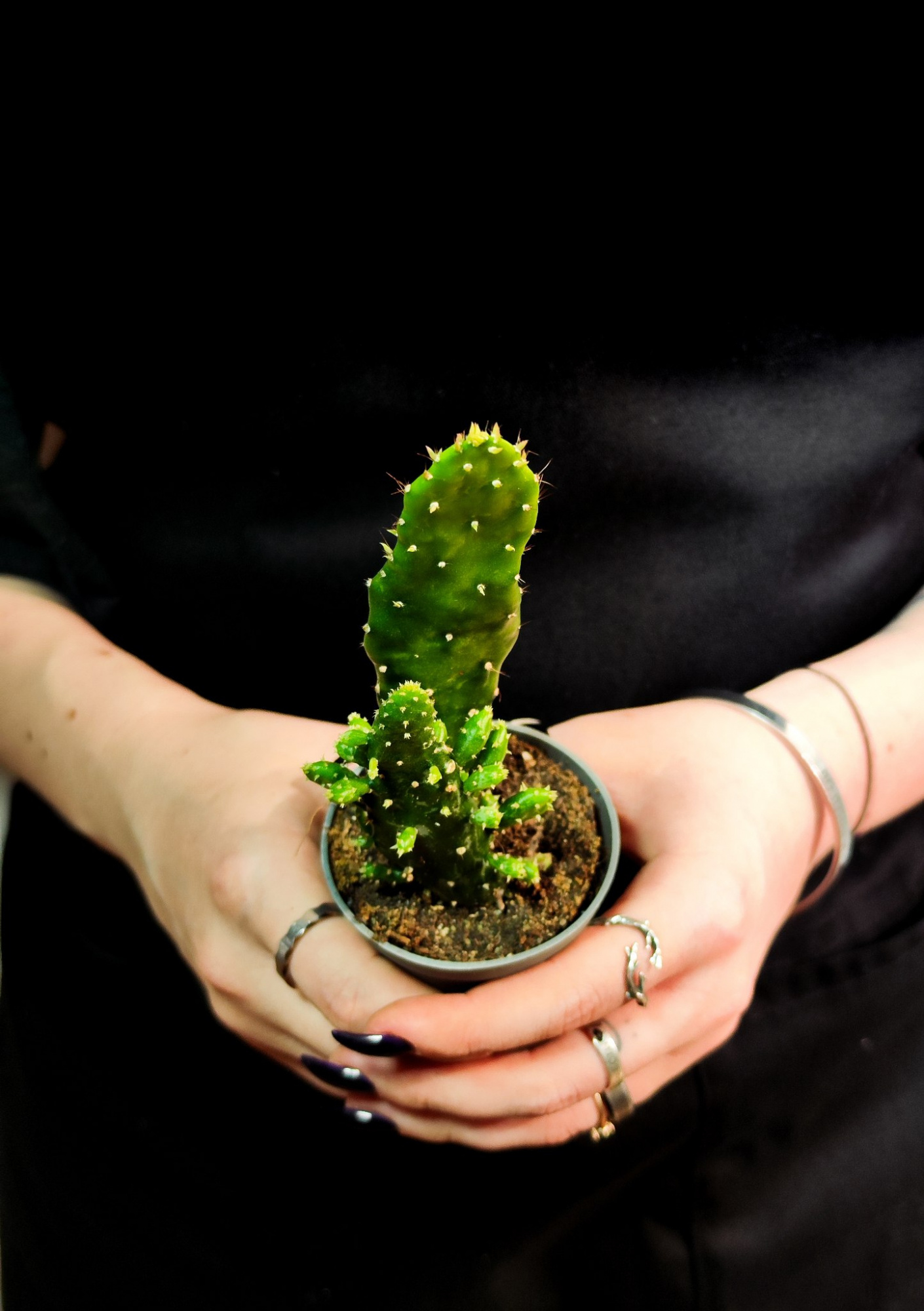 Опунция обыкновенная mix (Opuntia Vulgaris mix) D5см (набор из 2шт)