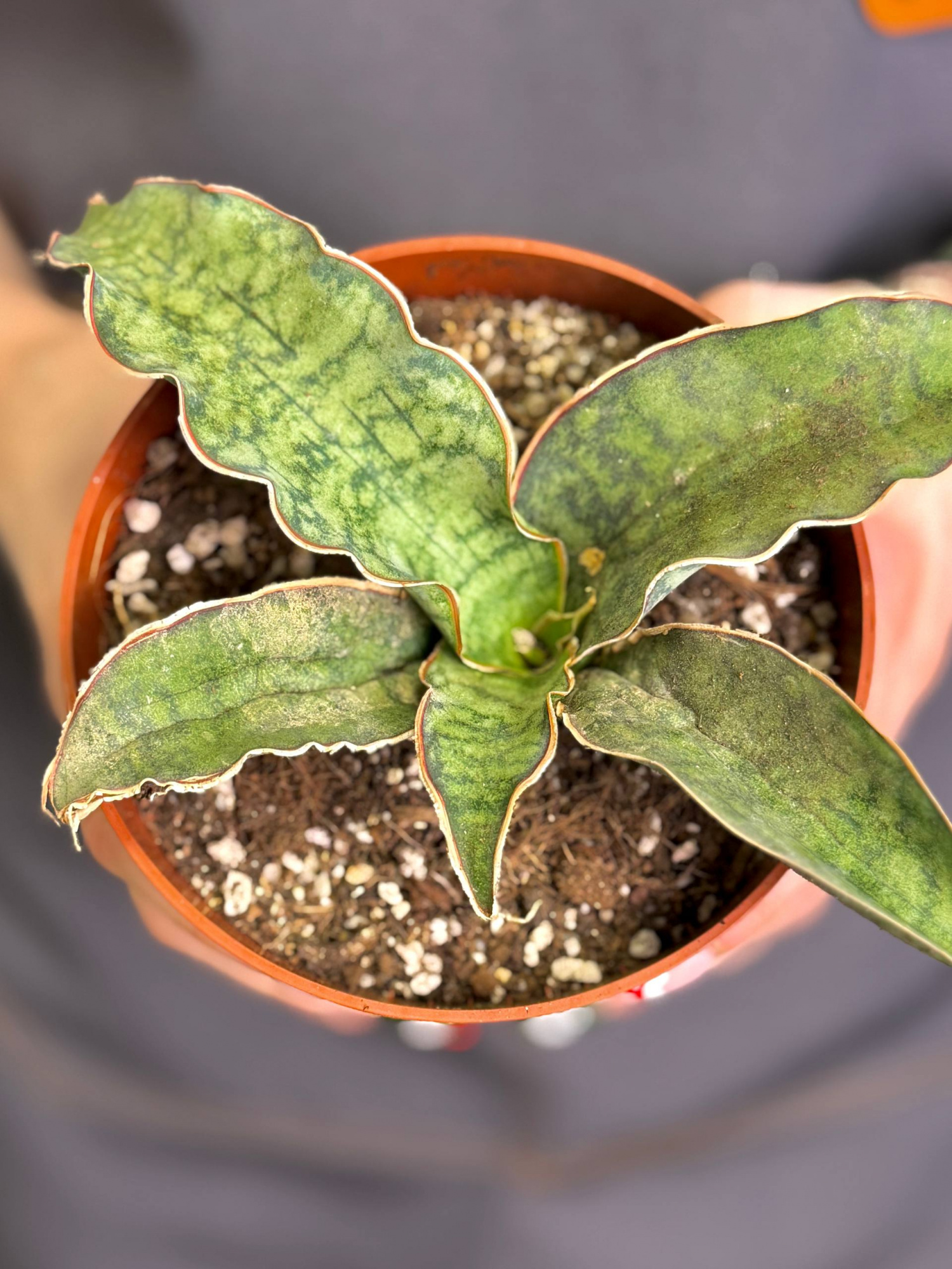 Сансевиерия Кирки Сильвер Блю (Sansevieria Kirkii Silver Blue) D12см