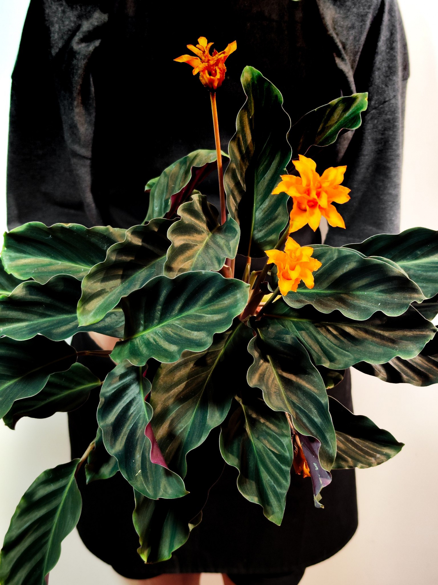 Калатея Кроката, или Калатея Шафранная (Calathea Crocata) D14см