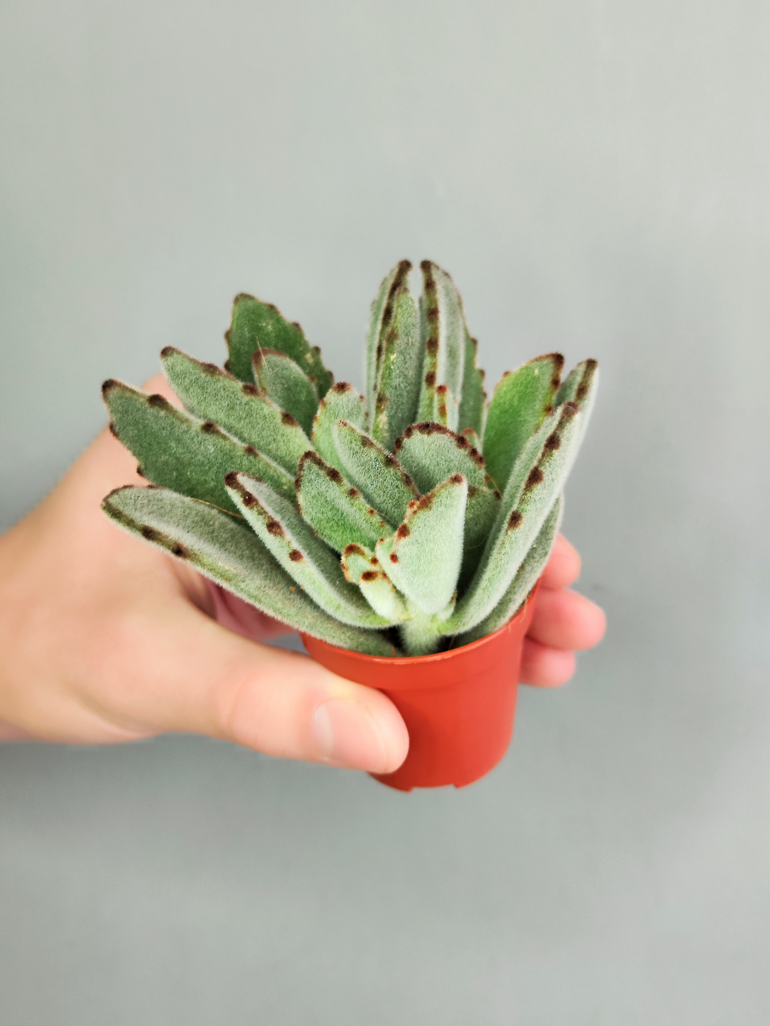 Каланхоэ Томентоза Лайт, или Войлочное (Kalanchoe Tomentosa Light) D5см