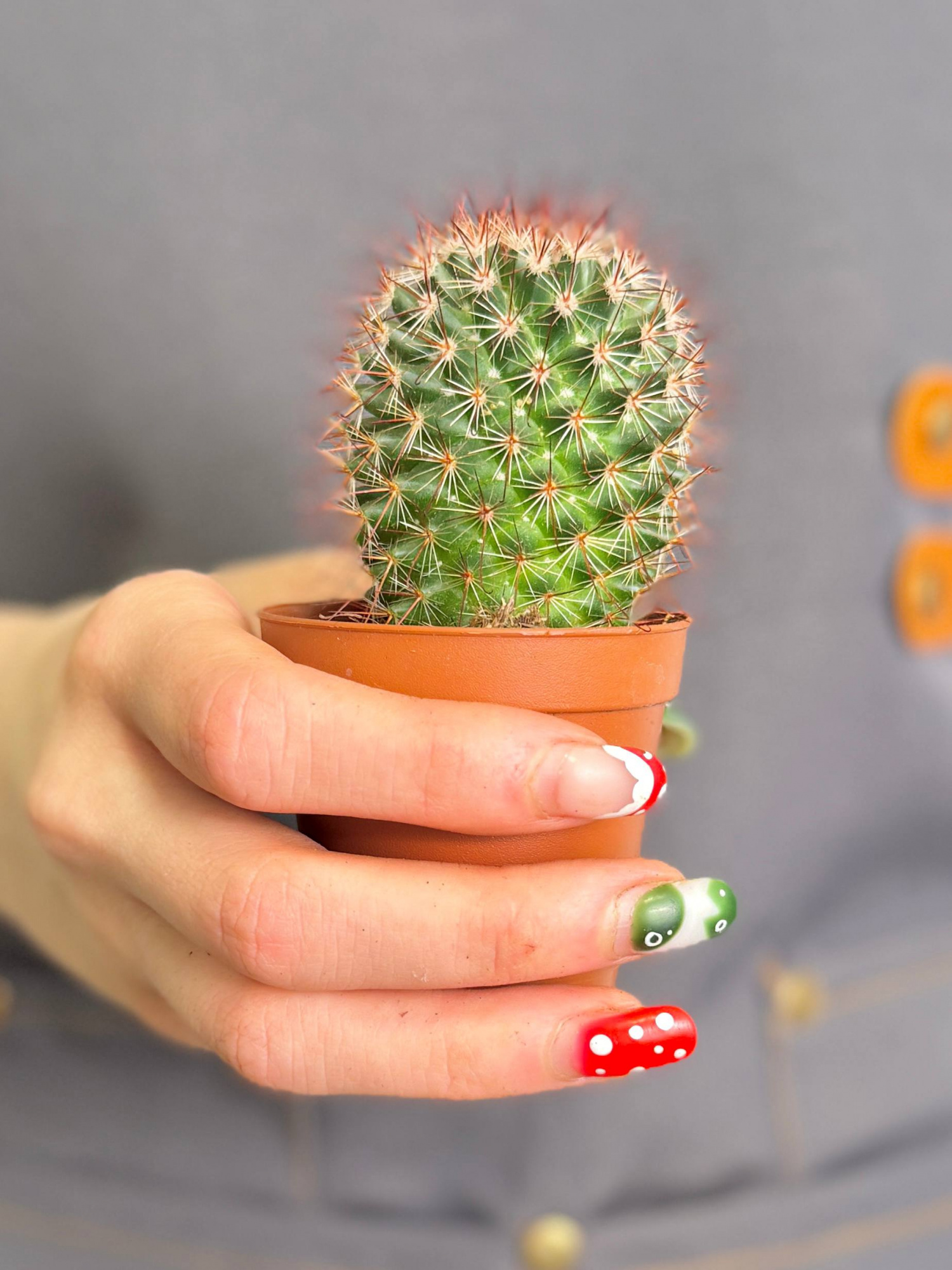 Маммиллярия Спинозиссима, или Колючейшая (Mammillaria Spinosissima) D5см