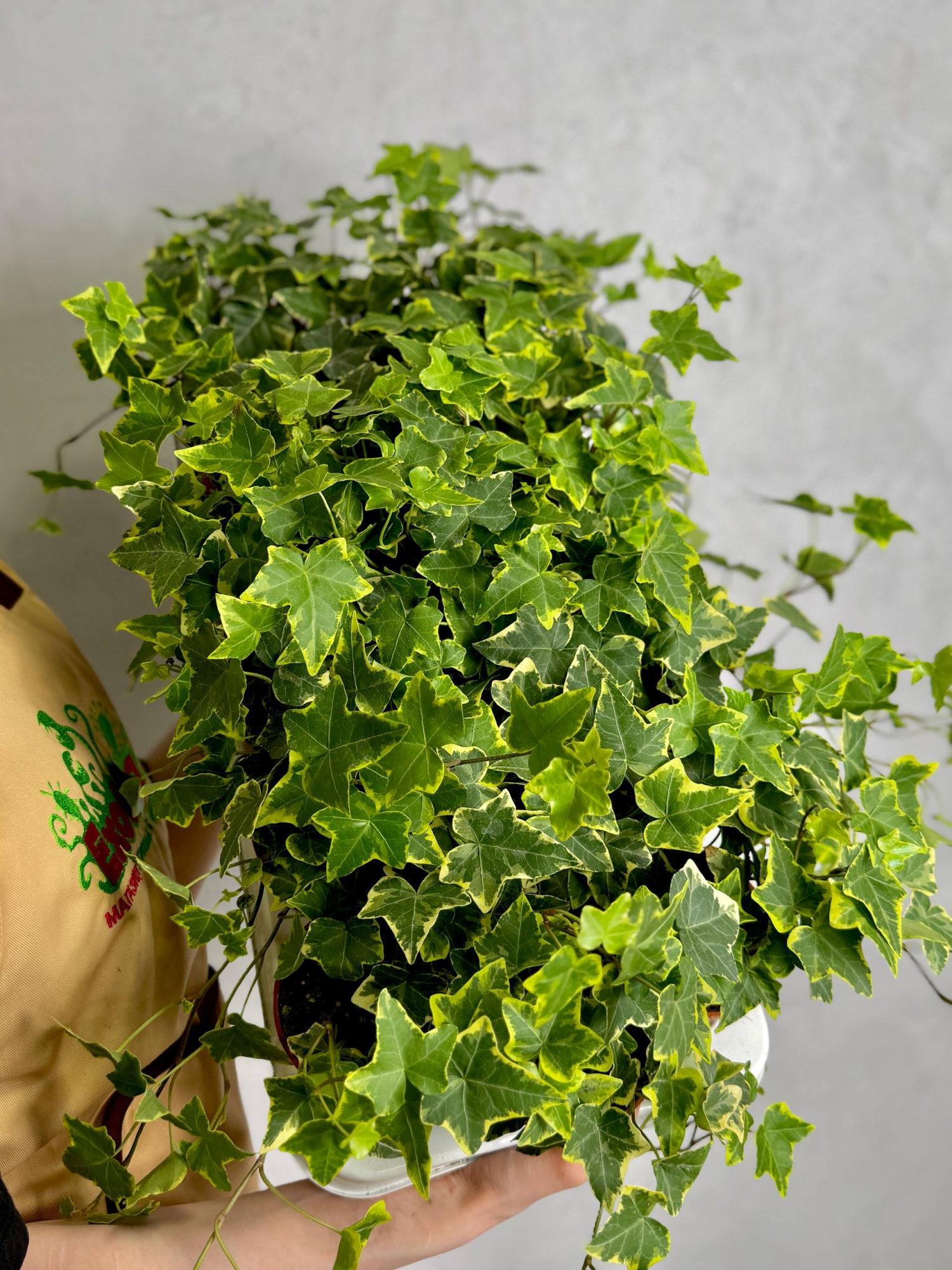 Хедера Хеликс Вариегата Йеллоу (Hedera Helix Variegata Yellow) D9см