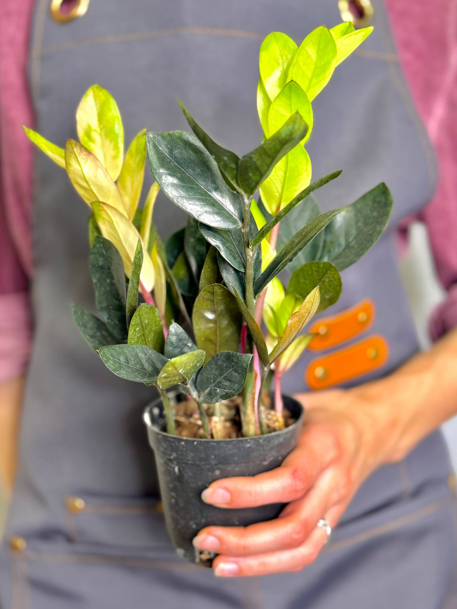 Замиокулькас Китайский Гибрид (Zamioculcas Chinese Hybrid) D9см