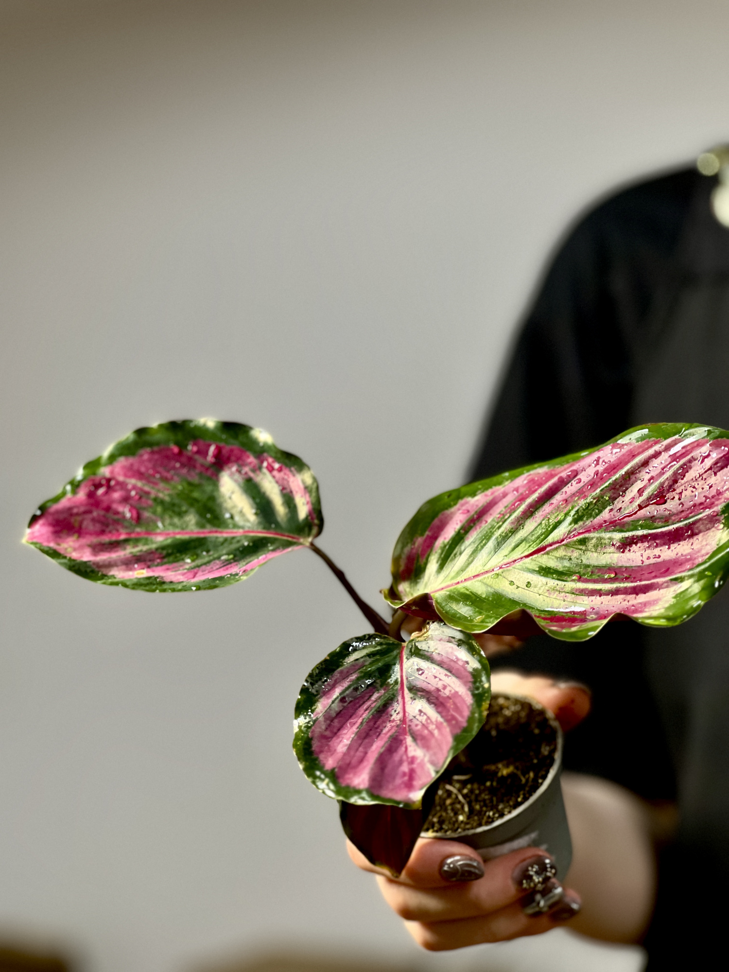 Калатея Розеопикта Мисти Ред (Calathea Roseopicta Misty Red) D6см