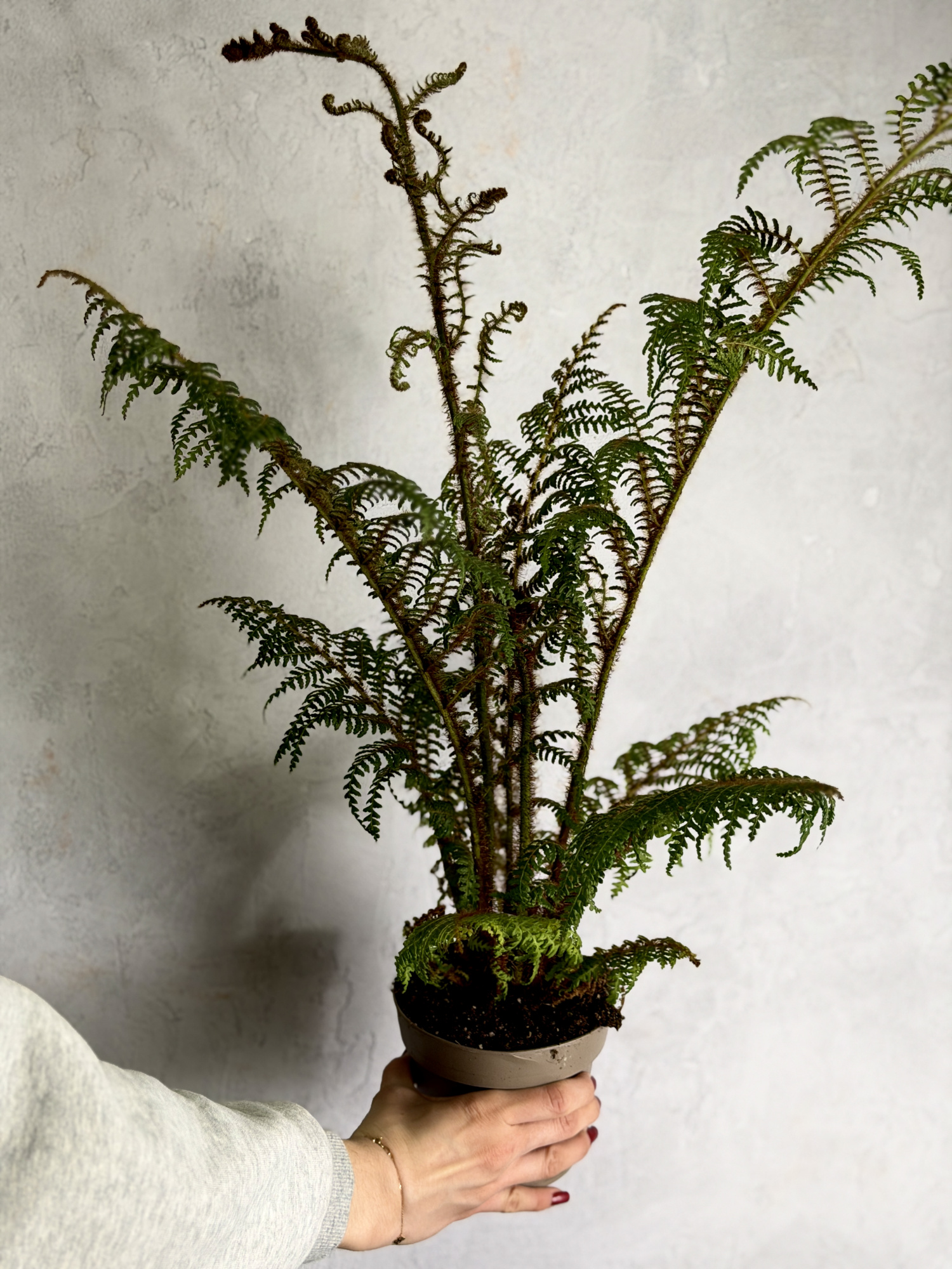 Циатея Купера Хайленд Лейс (Cyathea Highland Lace) D14см