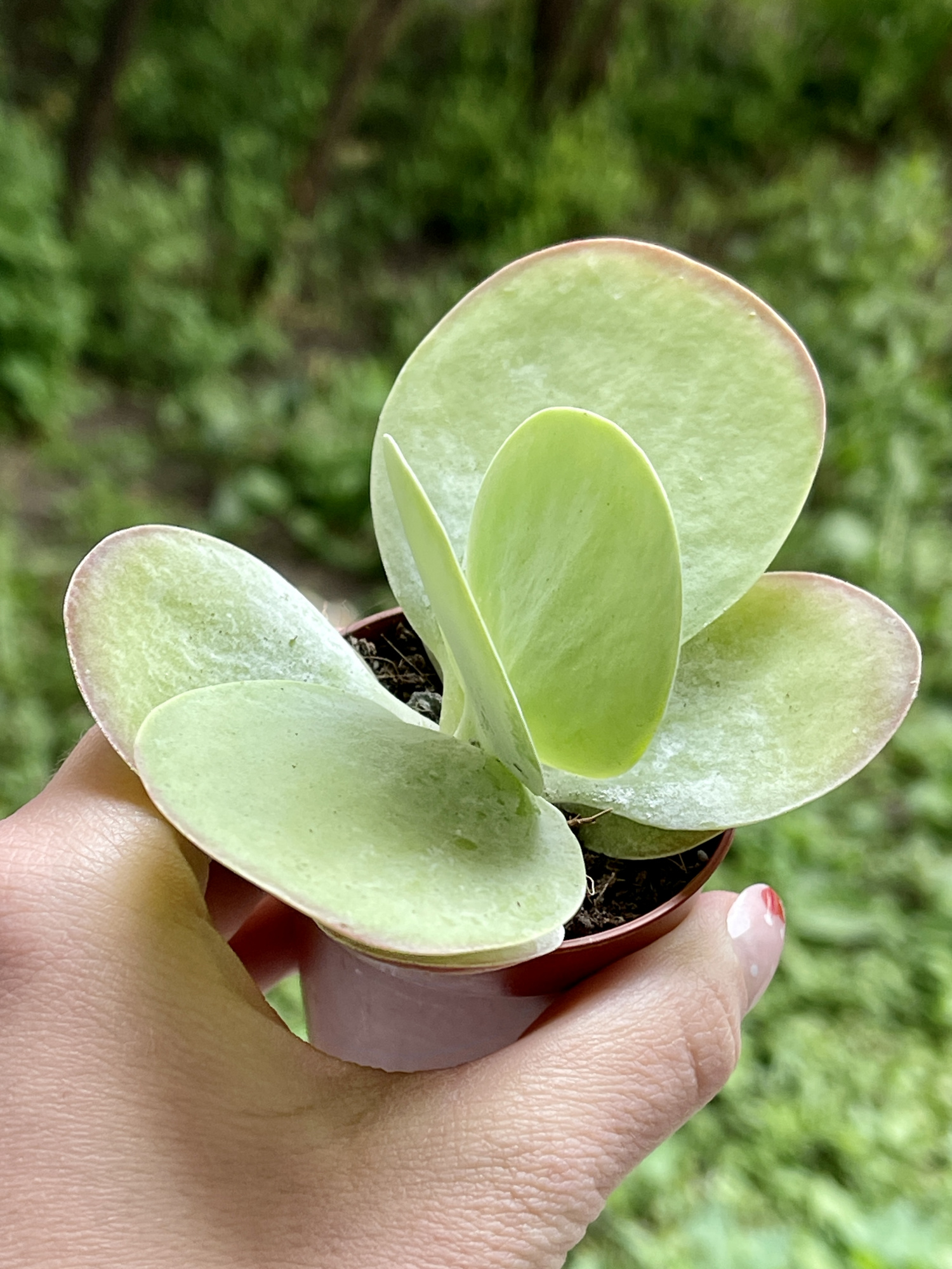 Каланхоэ Тирсифлора Грин Липс  (Kalanchoe Thyrsiflora Green Lips) D5см