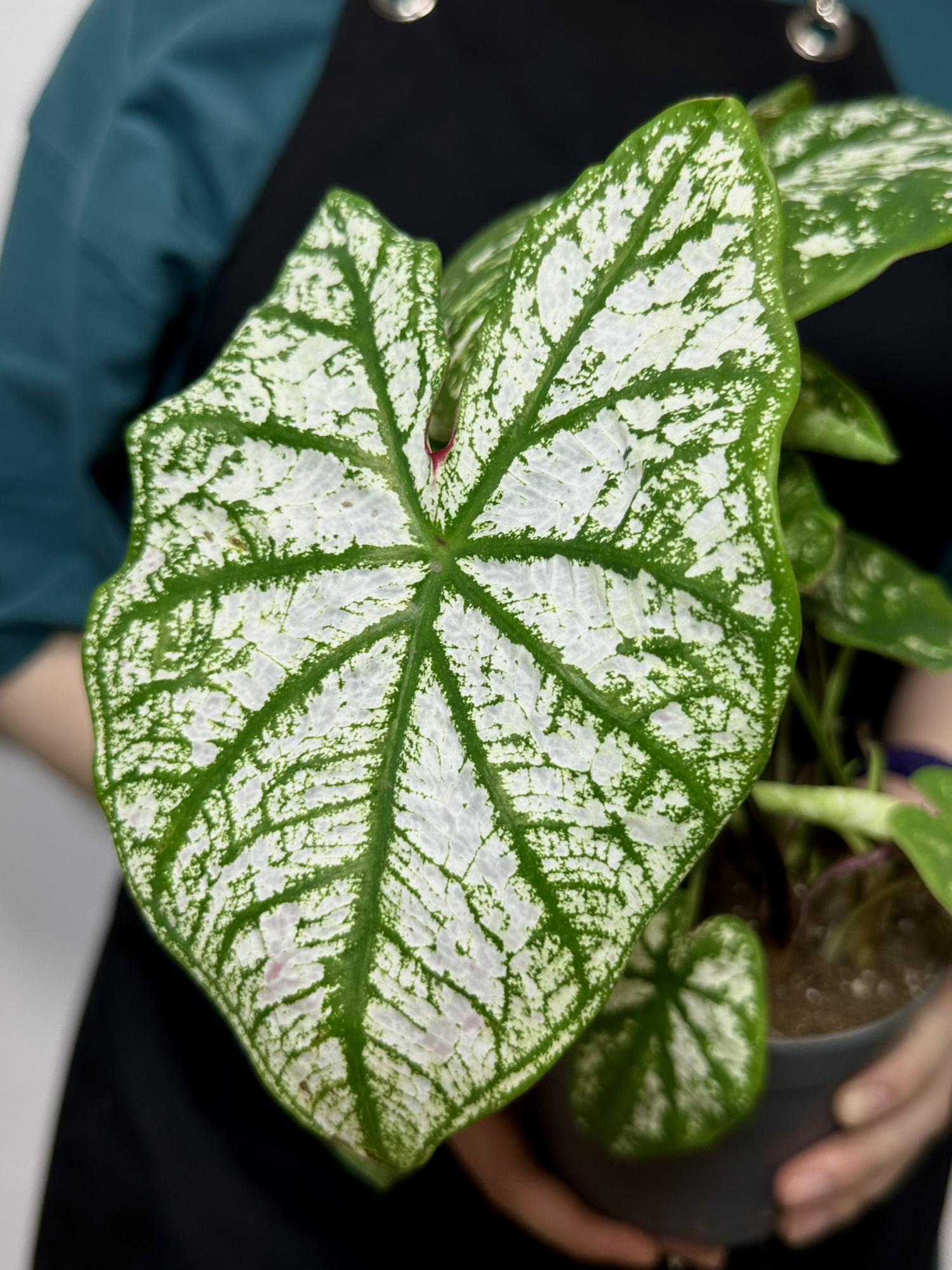 Каладиум Вайт Кристмас, или Белое Рождество (Caladium White Christmas) D12см