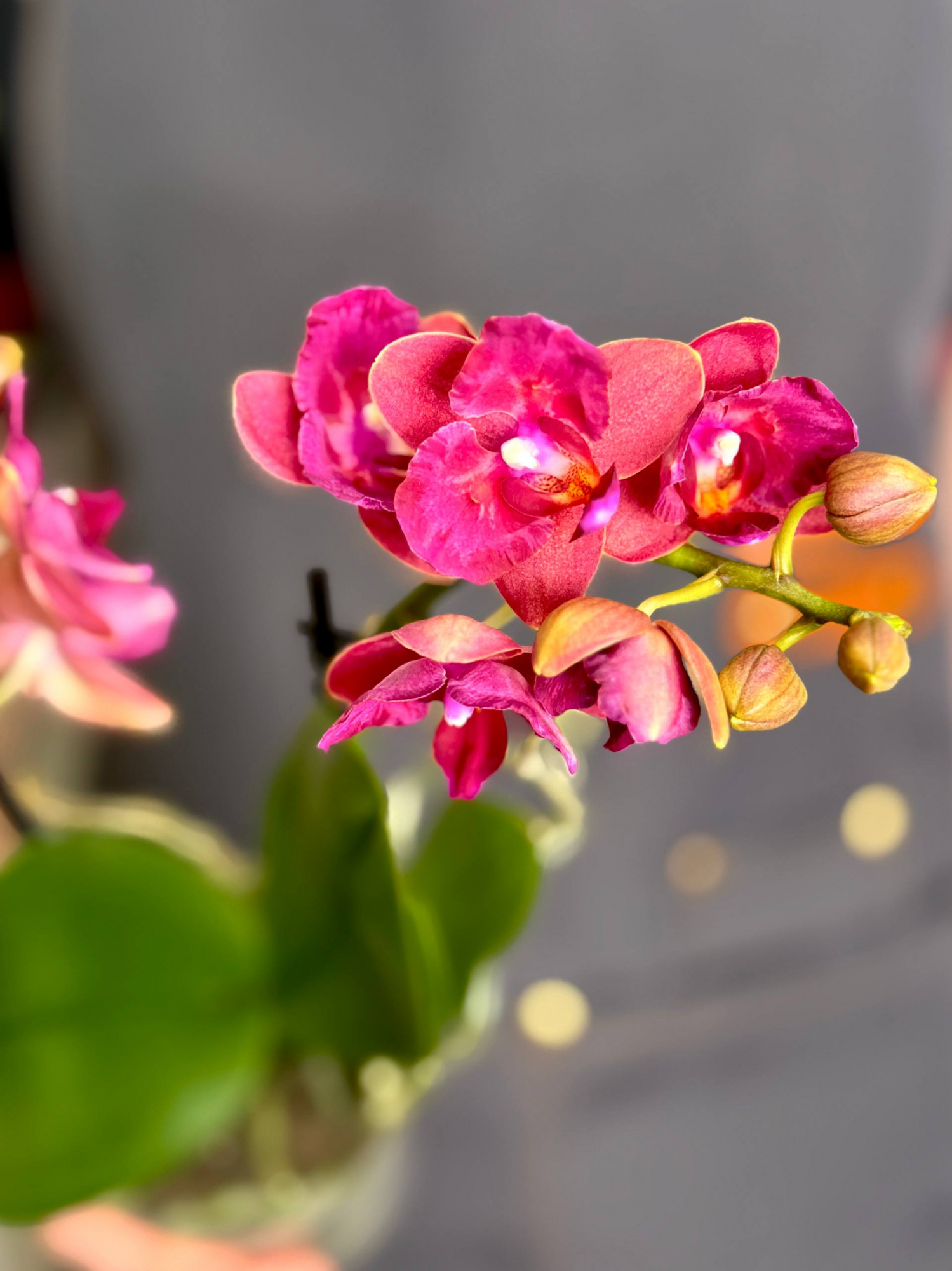 Орхидея Фаленопсис Алиса (Phalaenopsis Alice) D9см