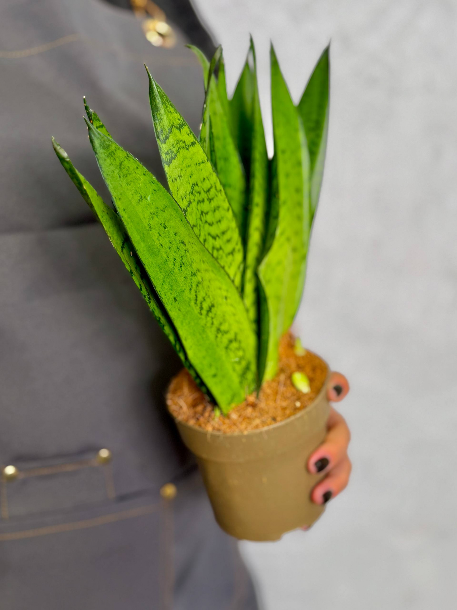 Сансевиерия Зейланика Фан (Sansevieria Zeylanica Fan) D12см