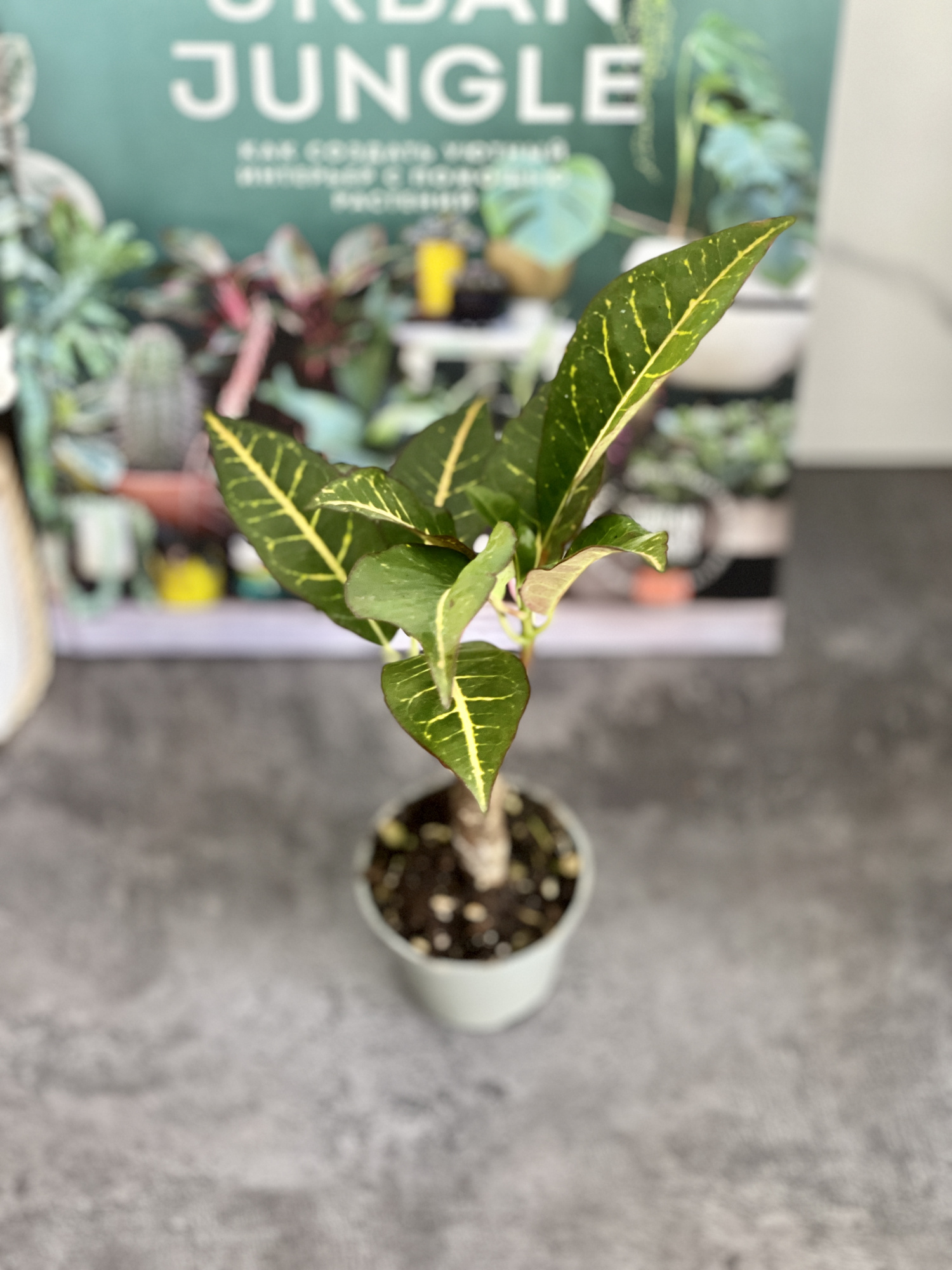 Кодиеум Петра Кейн (Codiaeum Petra Cane) D6см