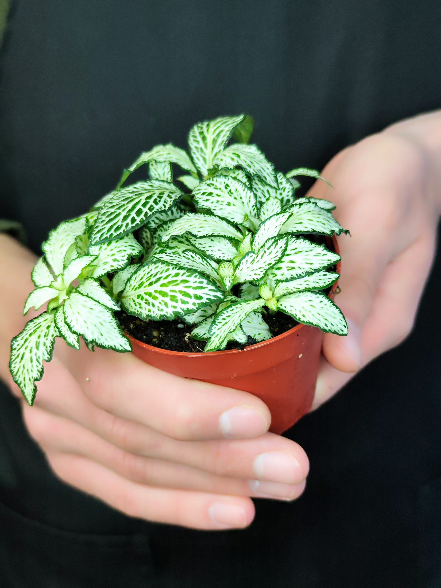 Фиттония Белая Форест Флейм (Fittonia White Forest Flame) D8,5см