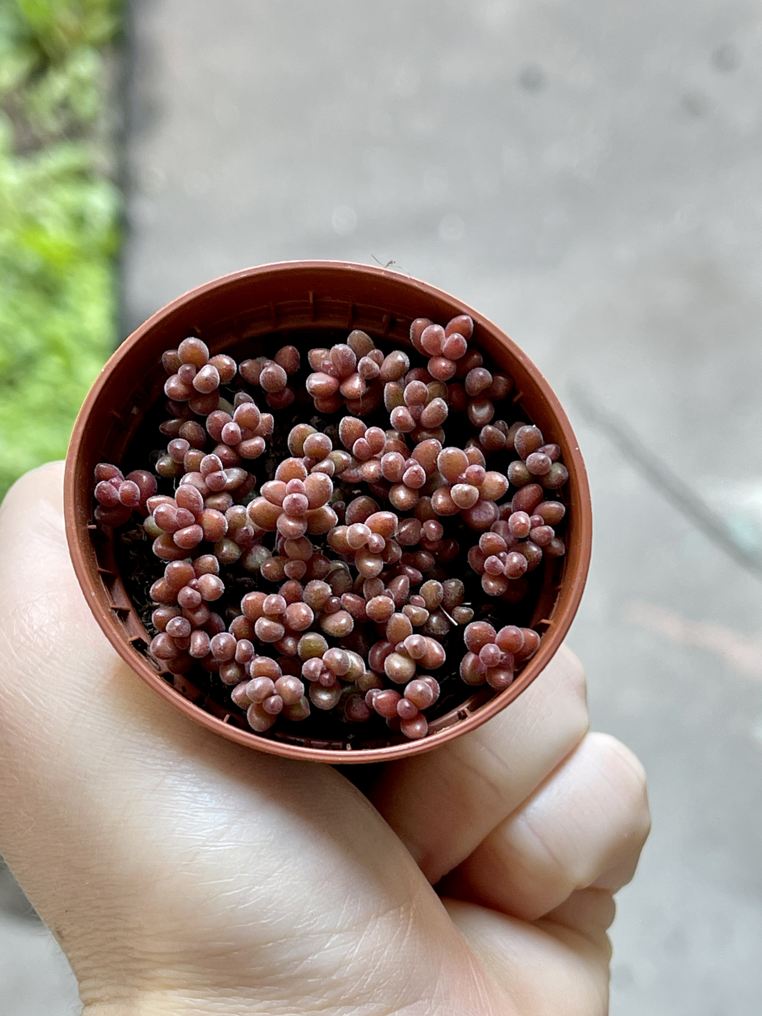 Седум Сталя Мини (Sedum Stahlii) D5см