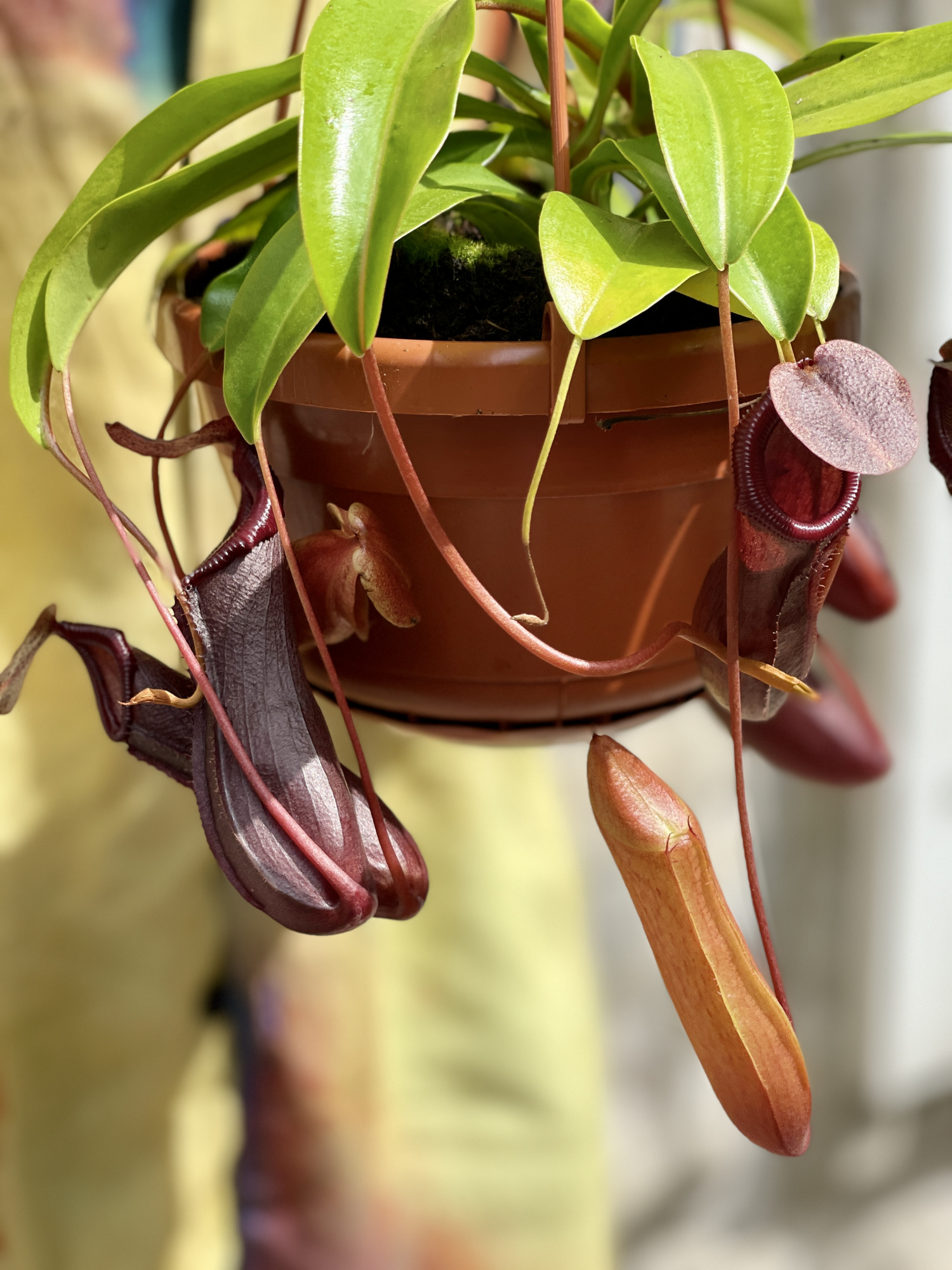 Непентес Алата (Nepenthes Alata) D14см в подвесном кашпо