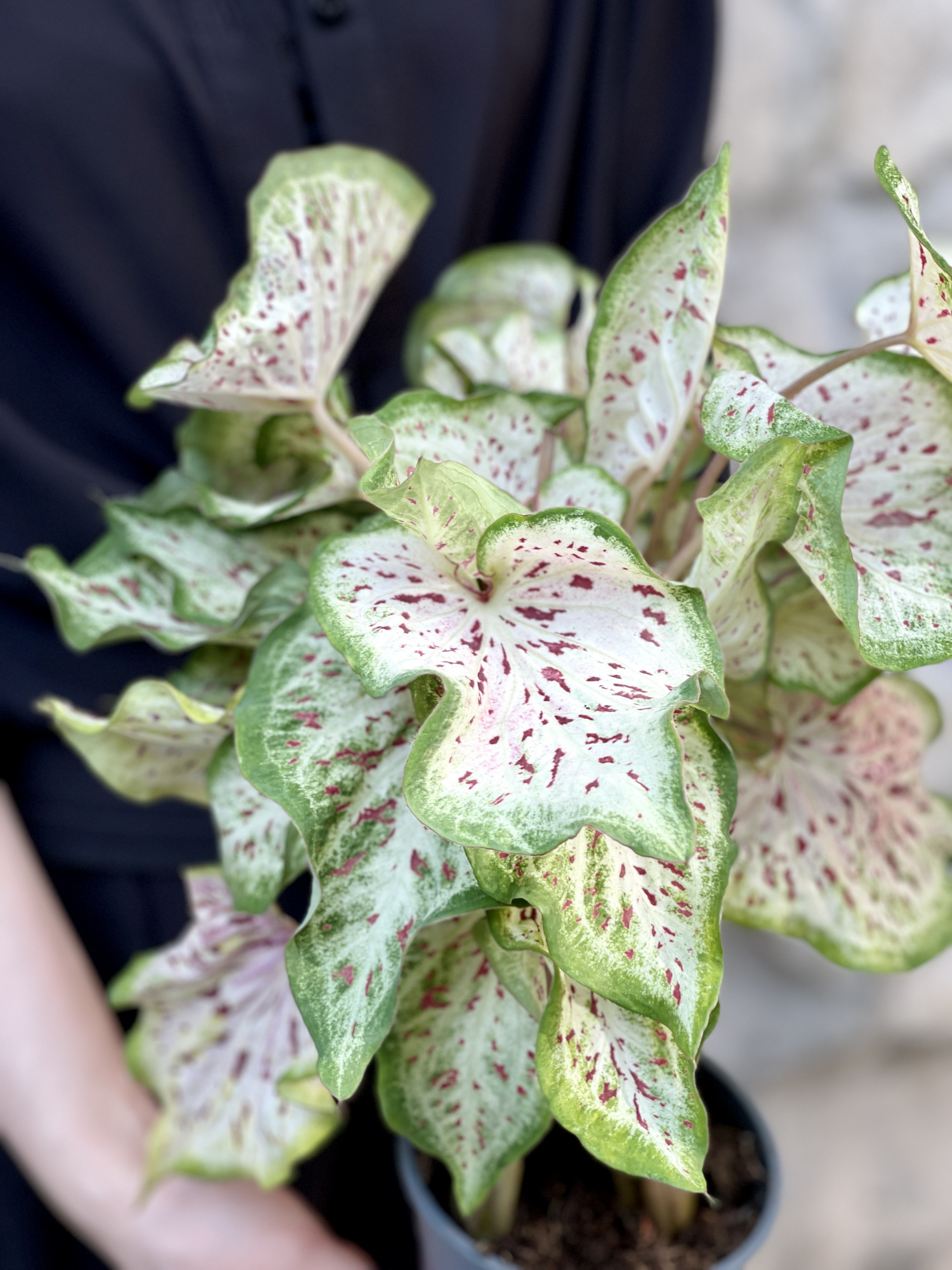 Каладиум Мисс Муффет (Caladium Miss Muffet) D12см