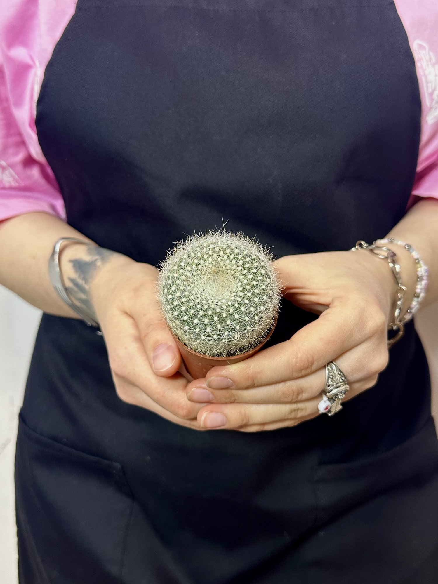 Нотокактус Хазельберга (Notocactus Hasselbergii) D5см
