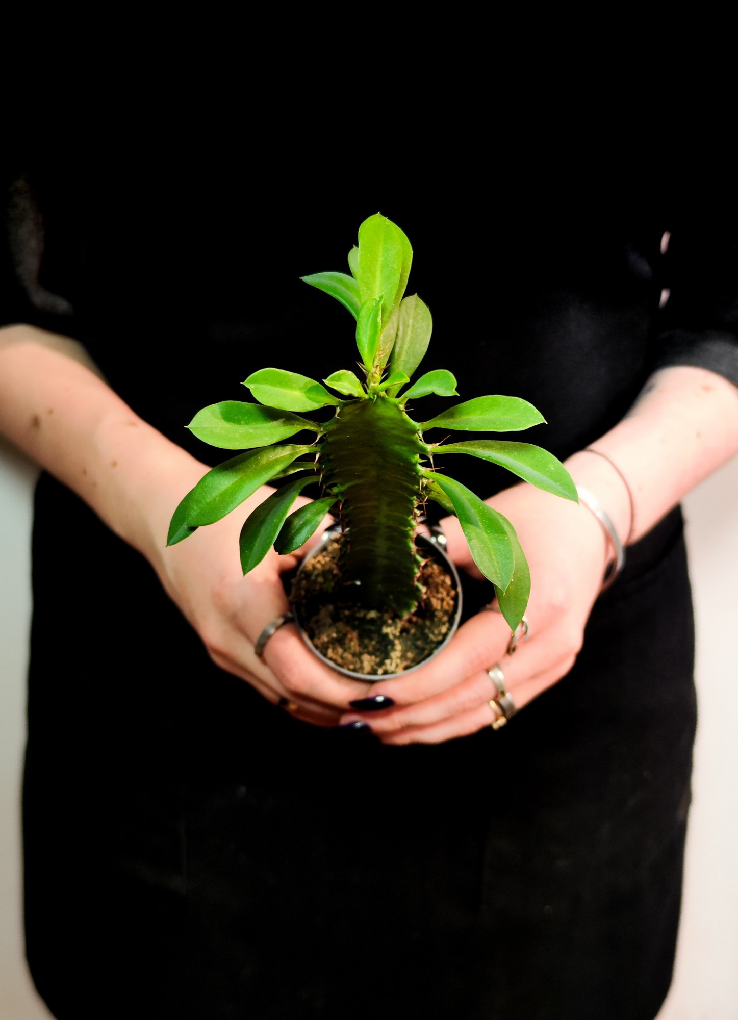Эуфорбия Тригона, или Молочай Трёхгранный (Euphorbia Trigona) D6см
