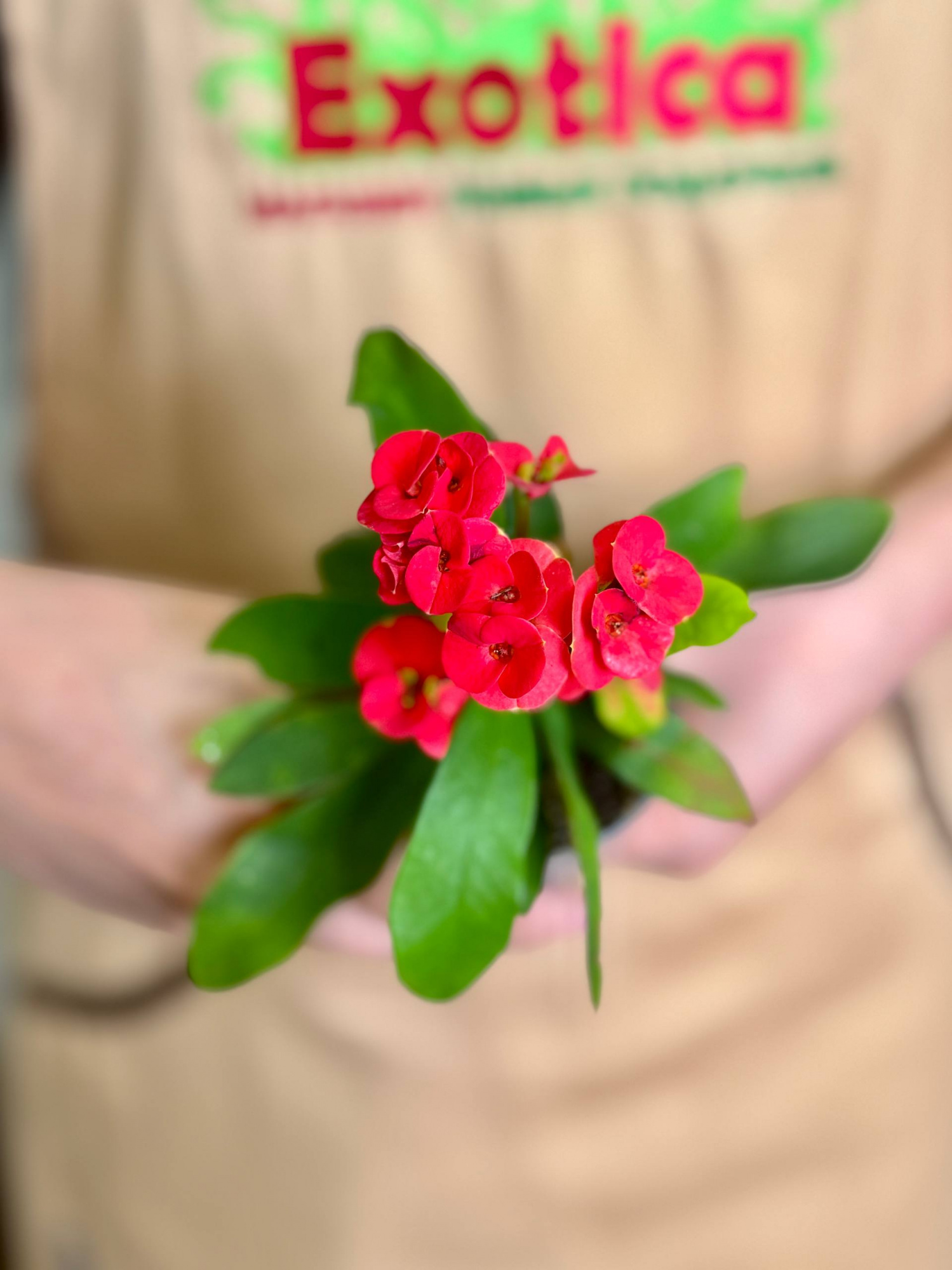 Эуфорбия Миля Красная (Euphorbia Milii Red) D6см