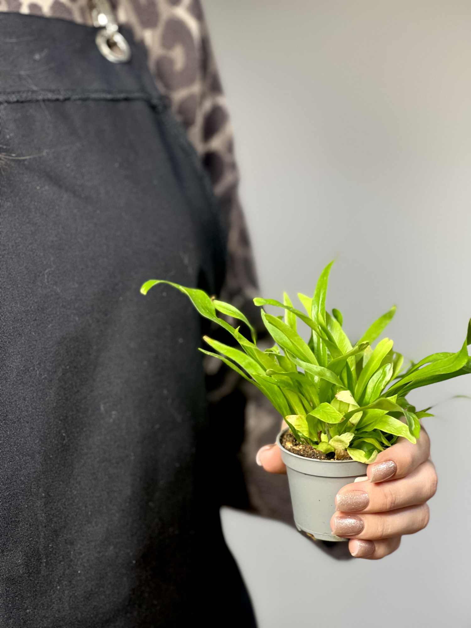 Асплениум Антикум (Asplenium Antiquum) D6см