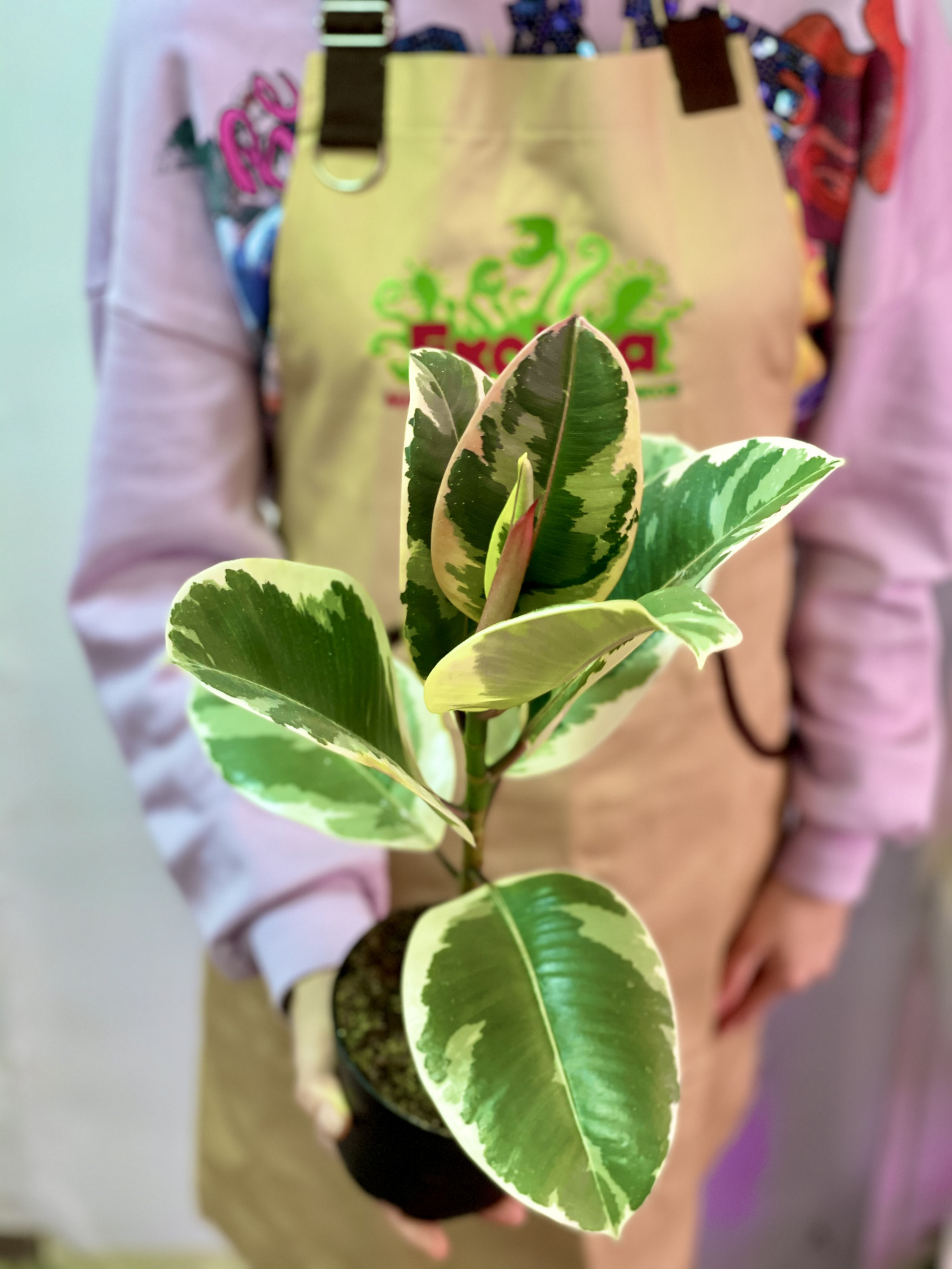 Фикус Эластика Тинеке (Ficus elastica Tineke)