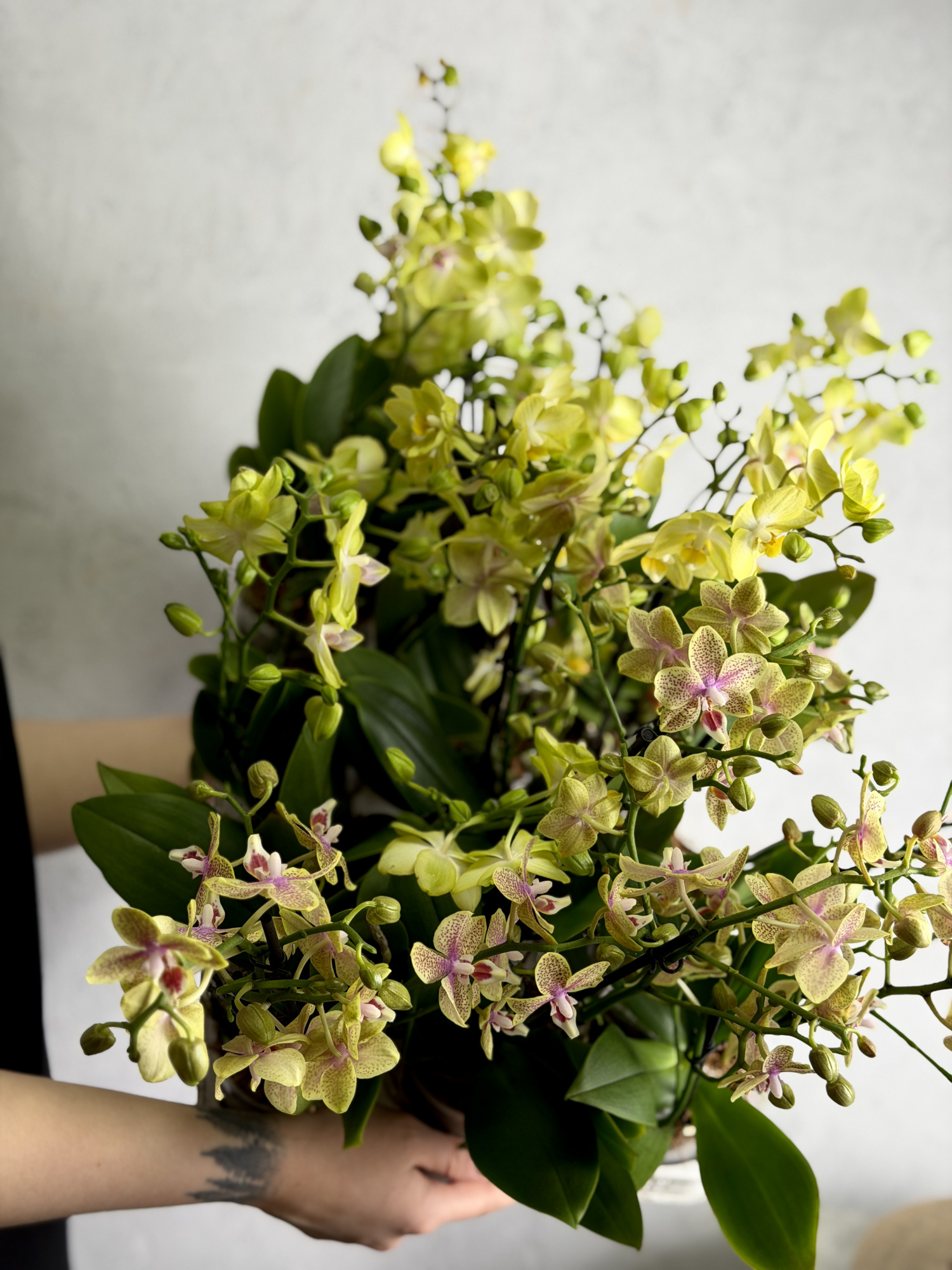 Фаленопсис Саншайн (Phalaenopsis Sunshine) D9см