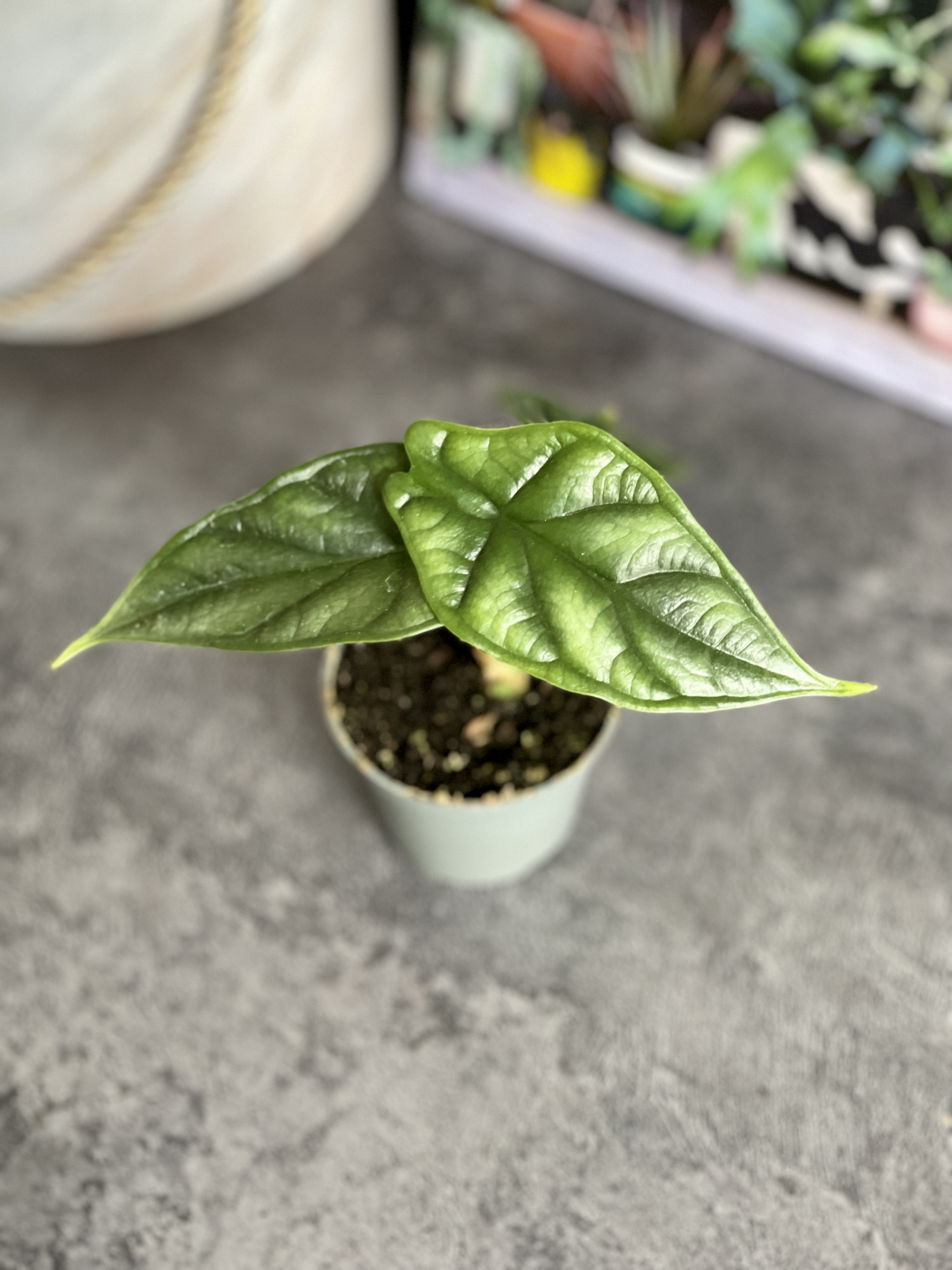 Алоказия Драгон Скейл (Alocasia Dragon Scale) D6см