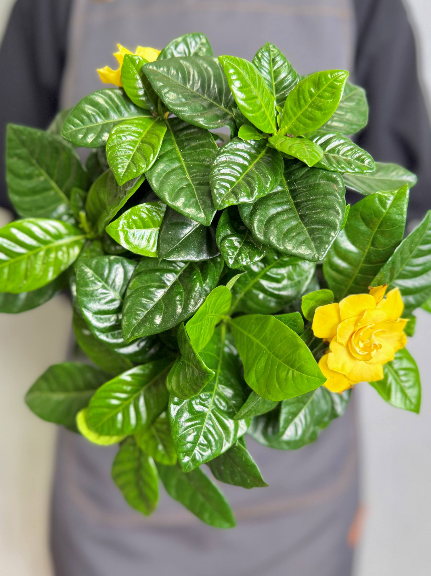 Гардения Жасминовидная Голден Мэджик (Gardenia Jasminoides Golden Magic) D12см
