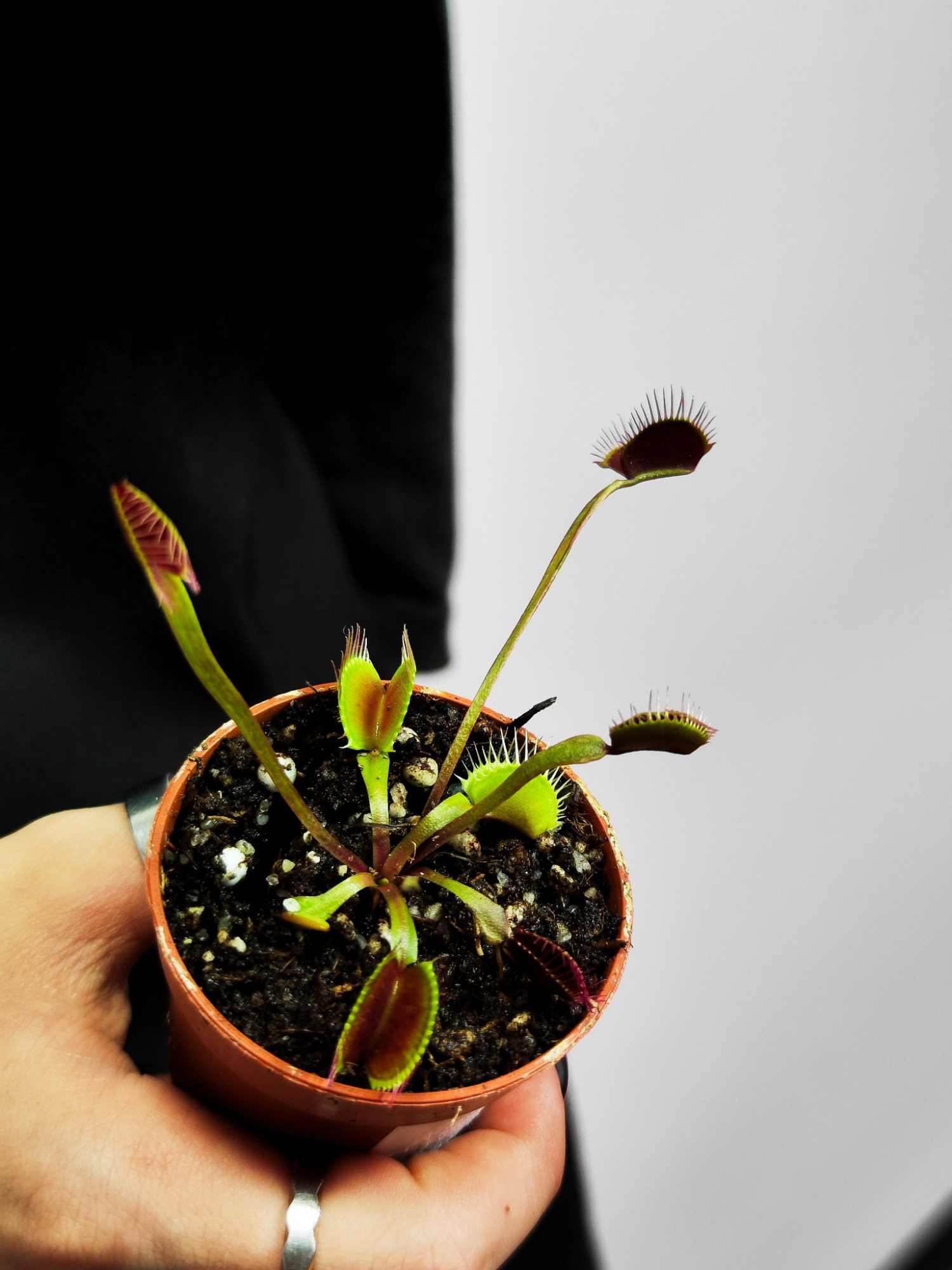 Венерина Мухоловка Гигантская (Dionaea Muscipula Gigantea) D5см