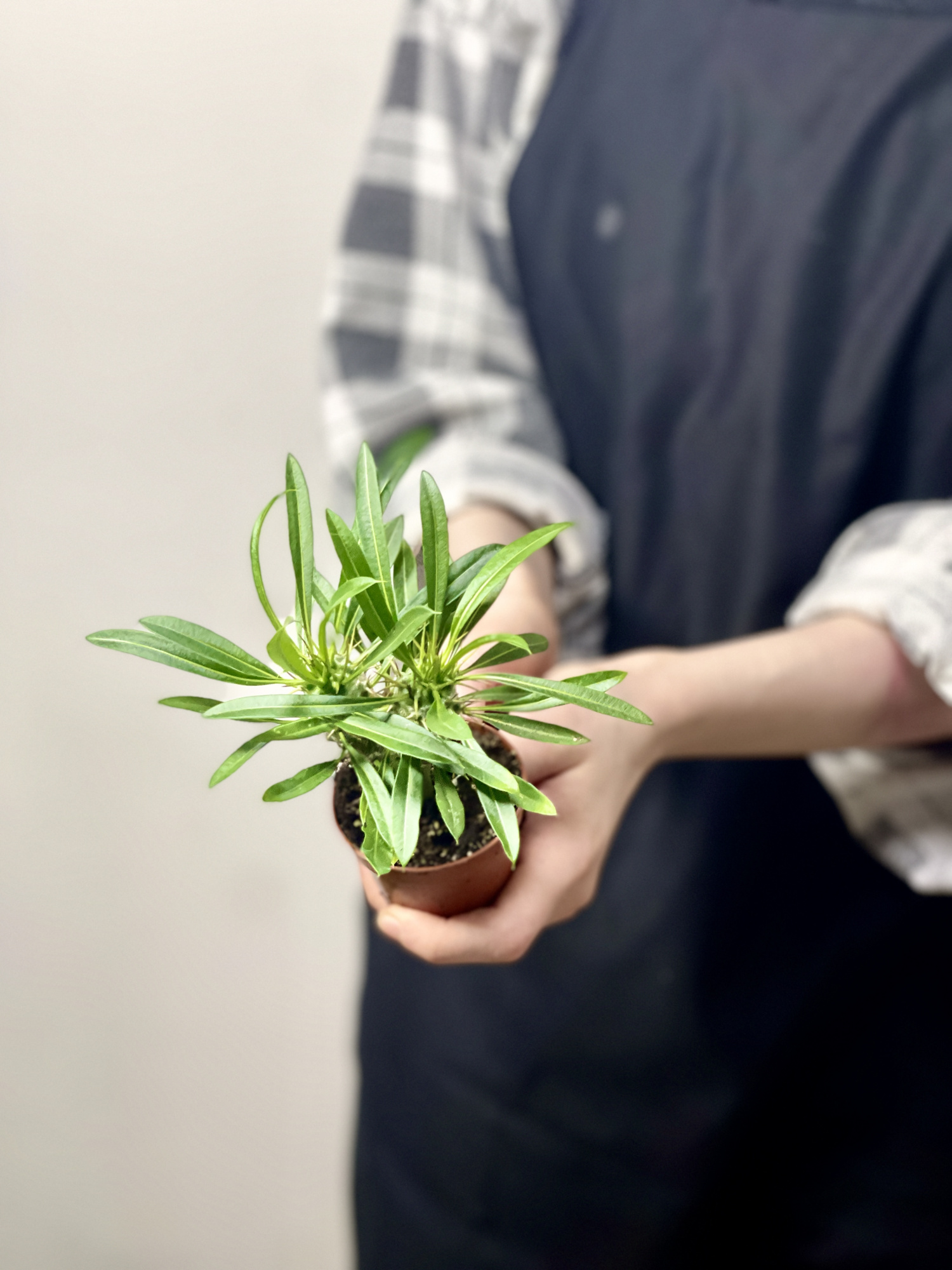 Пахиподиум Ламера, Суккулентное Дерево (Pachypodium Lamerei) D6см