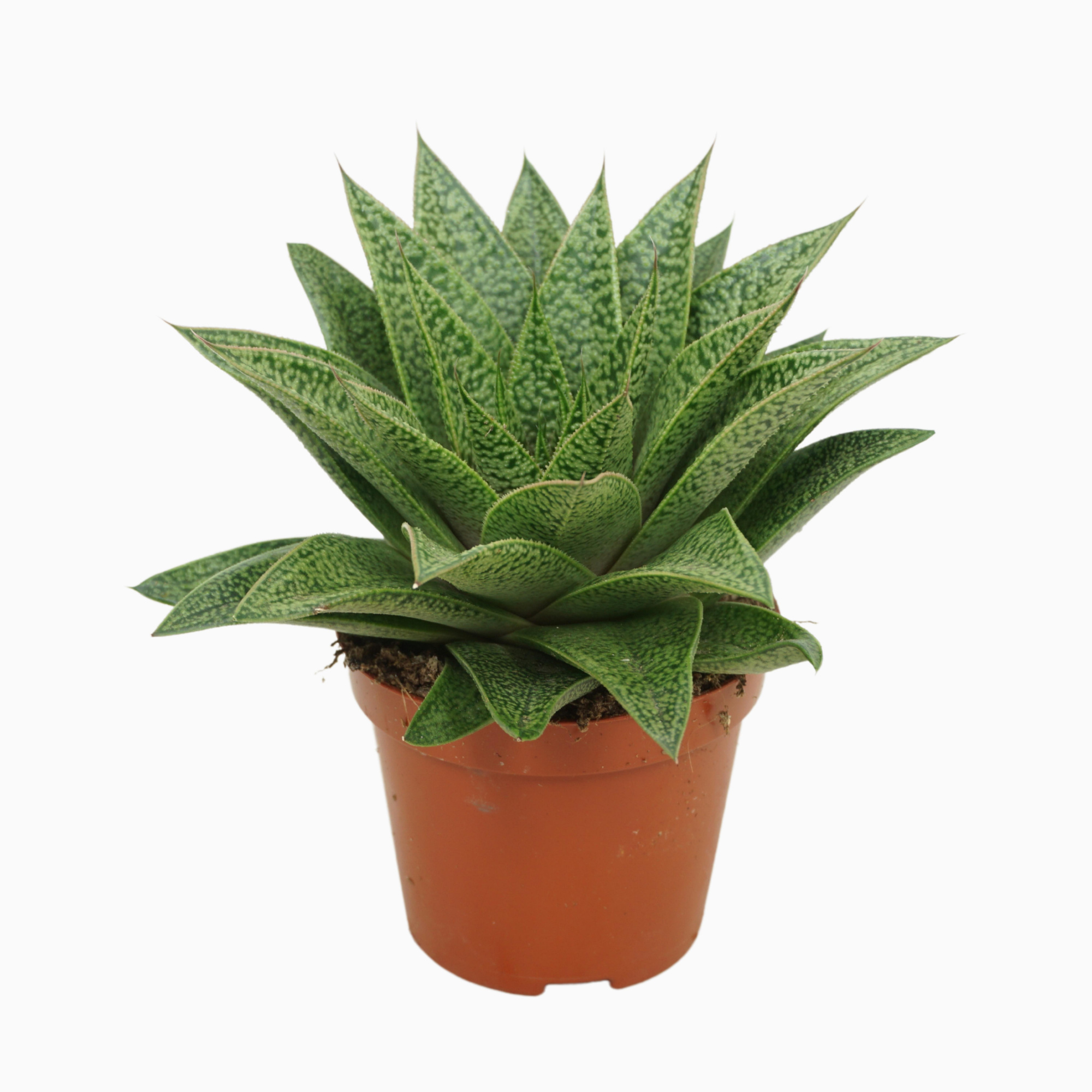 Гастерия Тиго (Gasteria Tiga) D5см