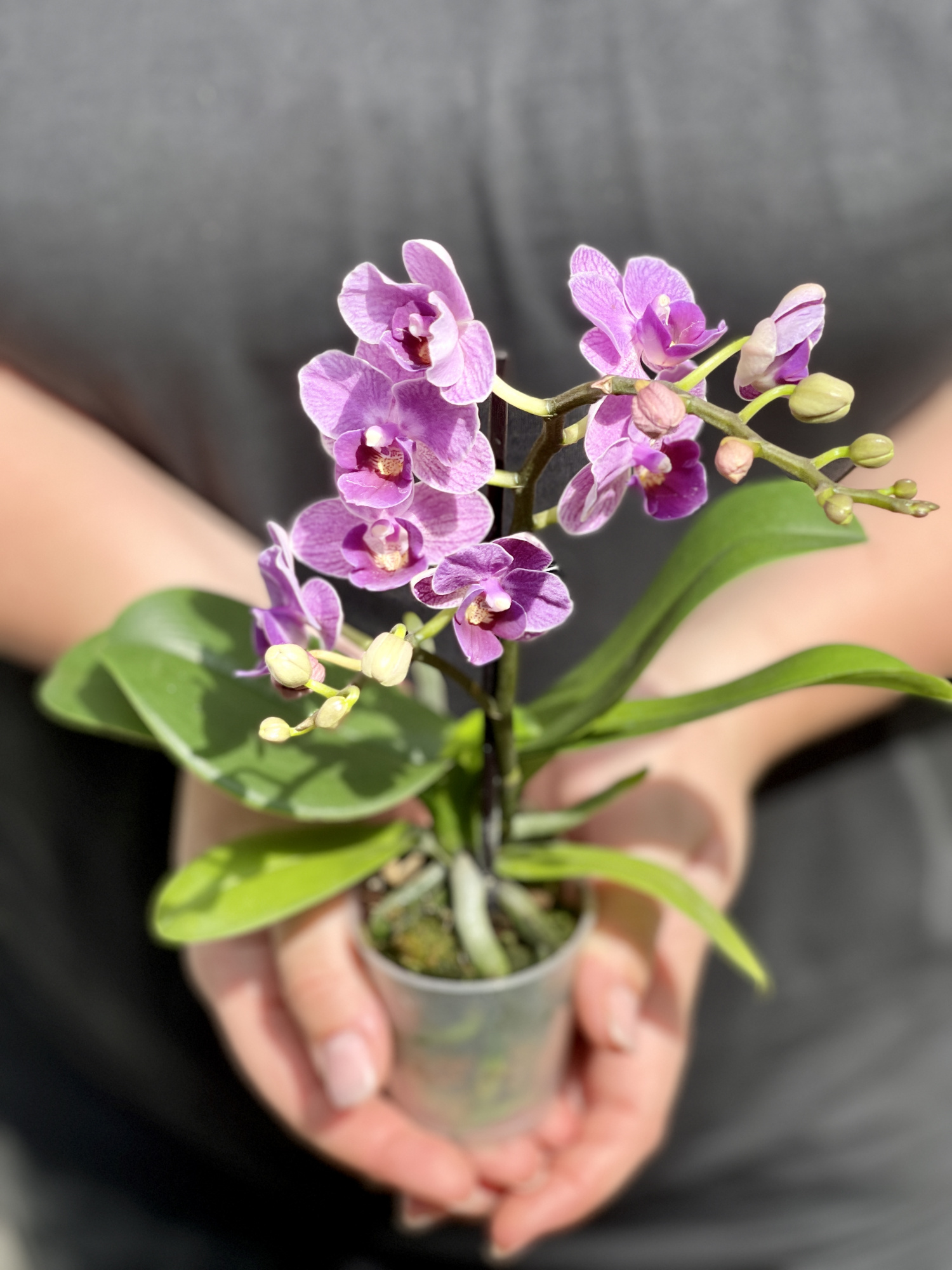 Орхидея Фаленопсис Мини Светло - Фиолетовая (Phalaenopsis Multiflora) D6см
