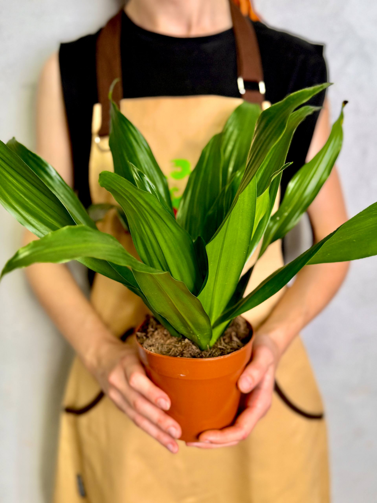 Драцена Джанет Крейг (Dracaena Fragrance Janet Craig) D12см